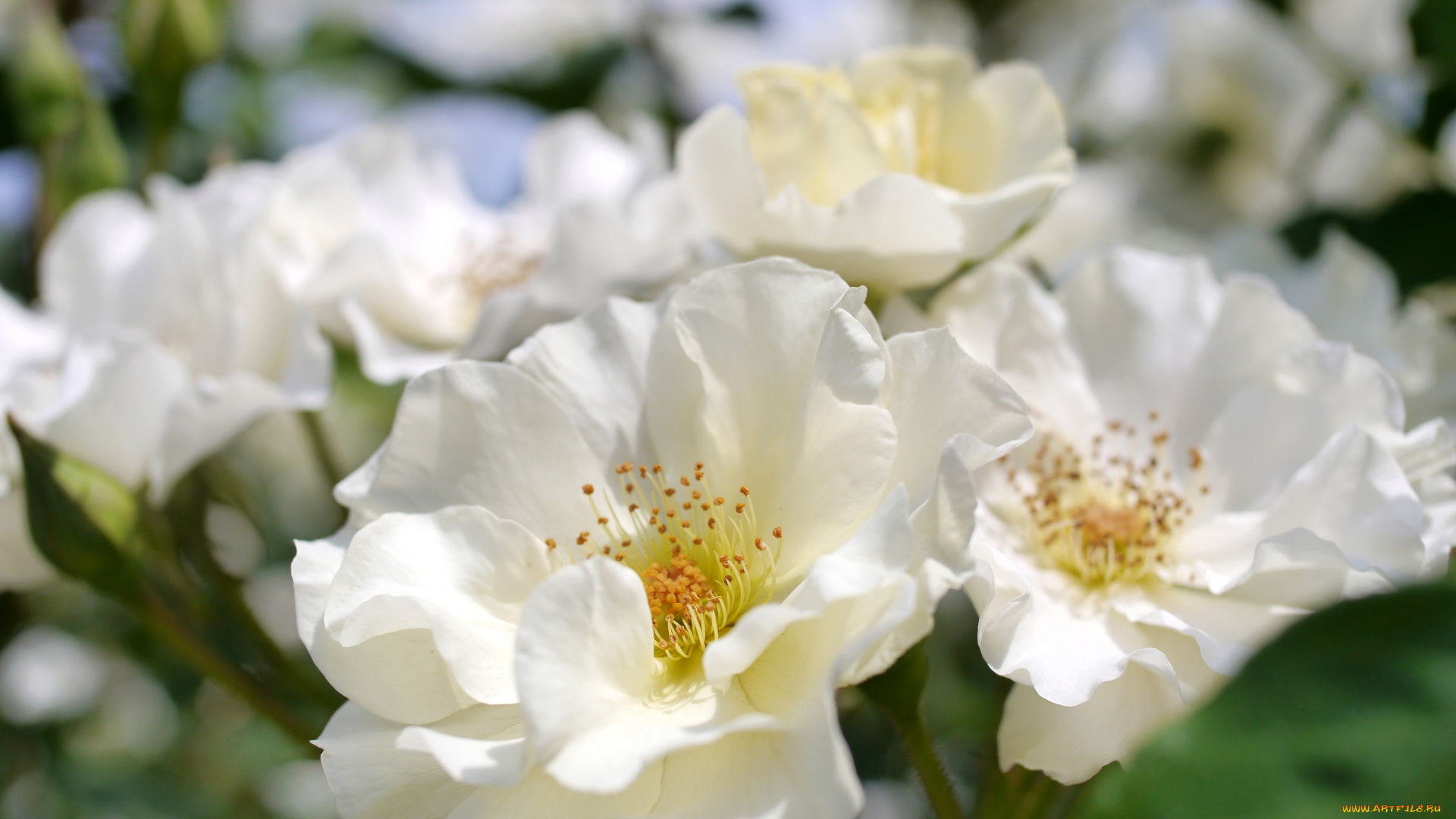 цветы, розы, макро, боке, белые