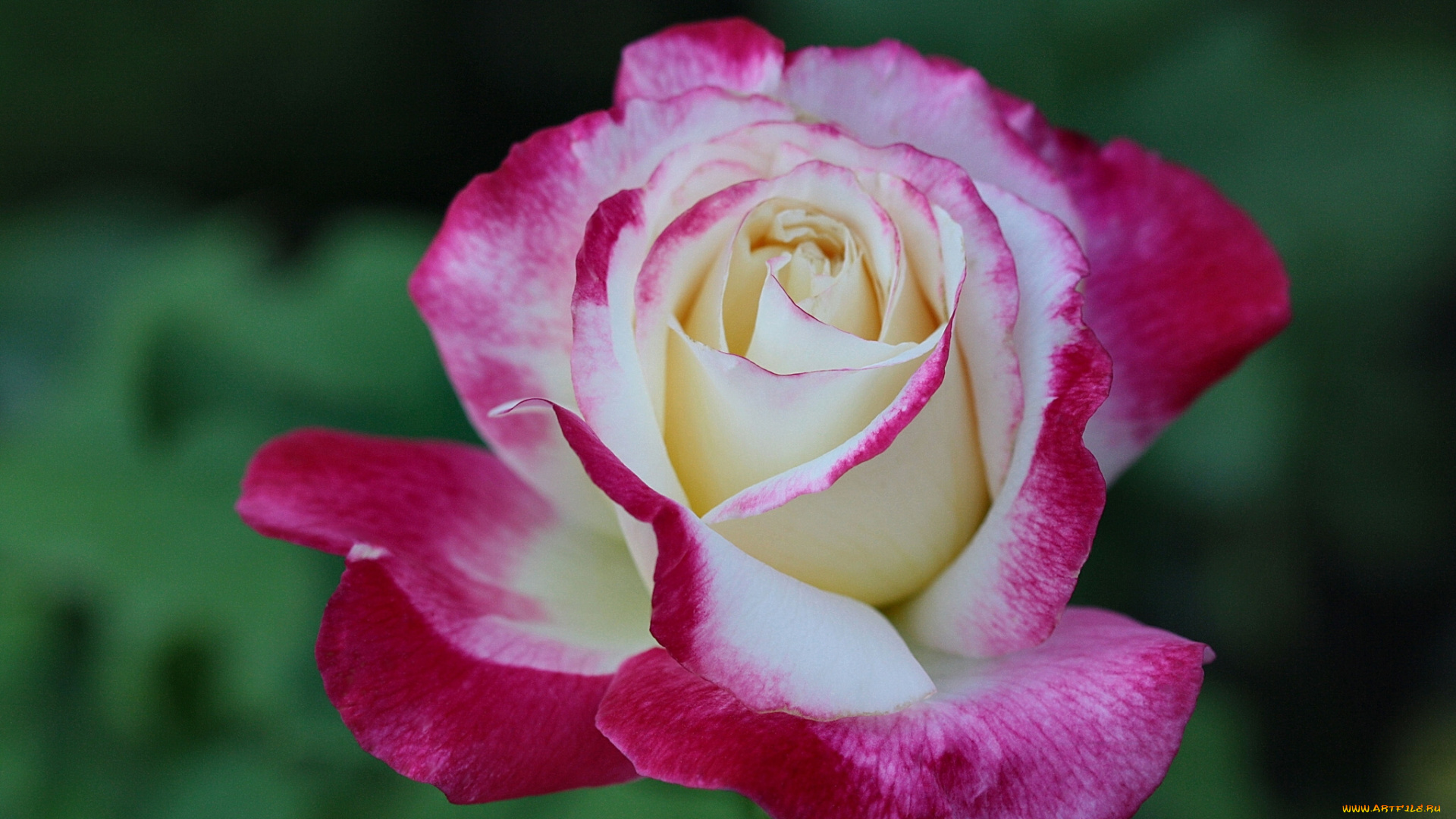 цветы, розы, макро, бутон