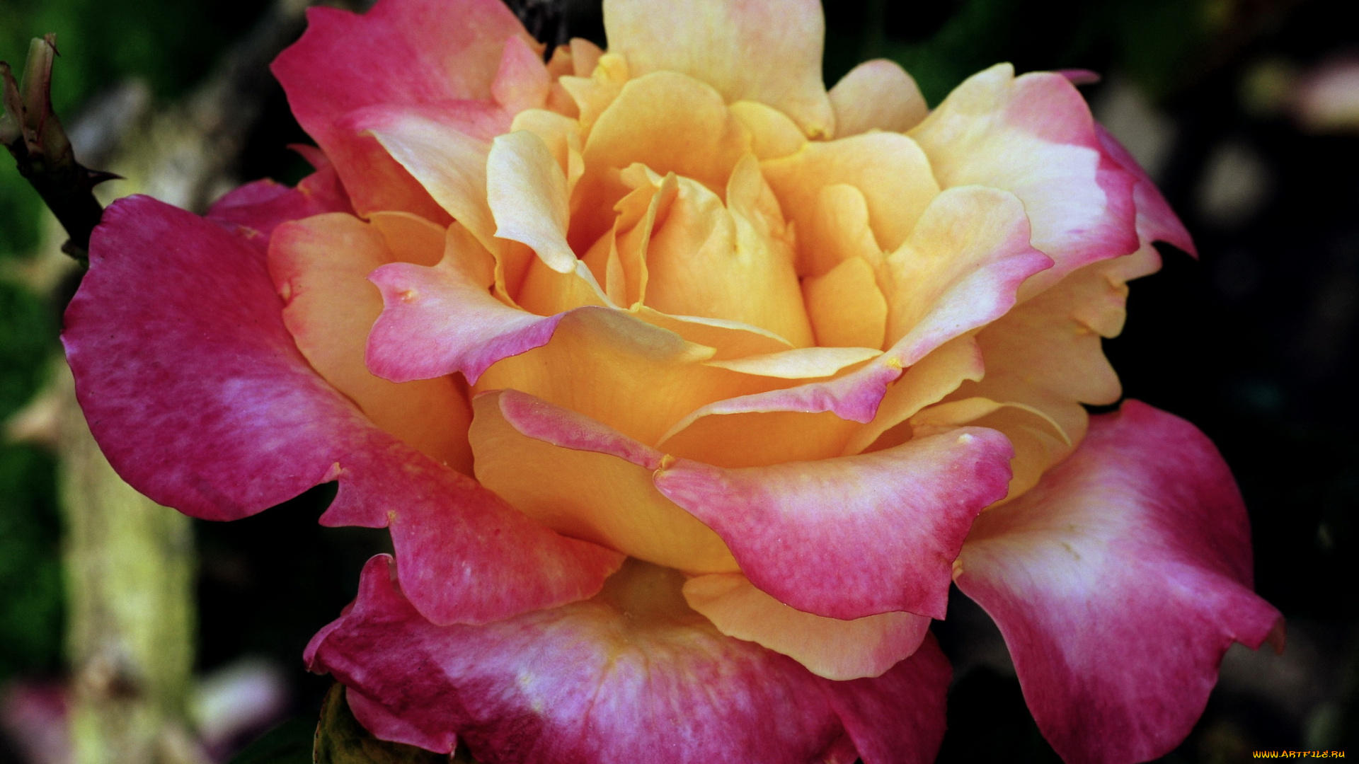 цветы, розы, роза