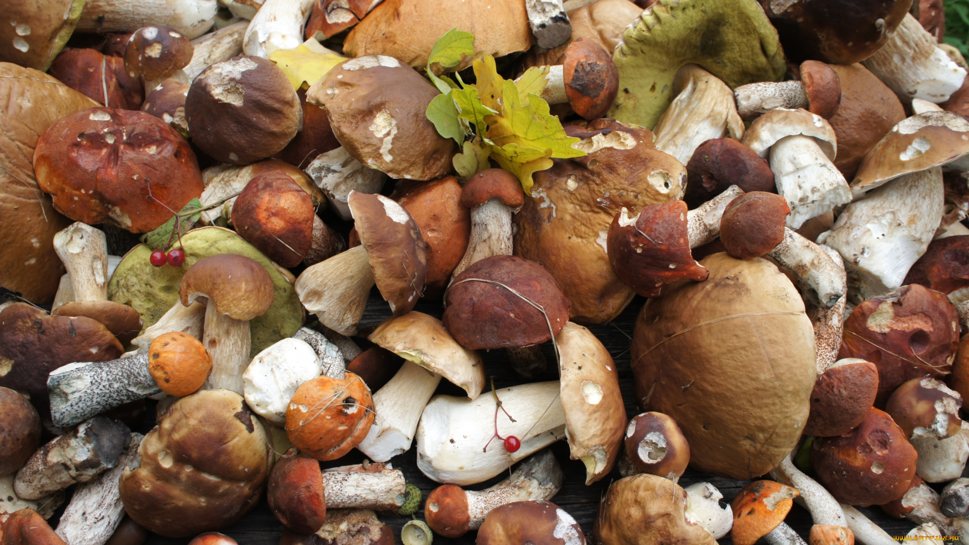 еда, грибы, грибные, блюда, боровики, богатство