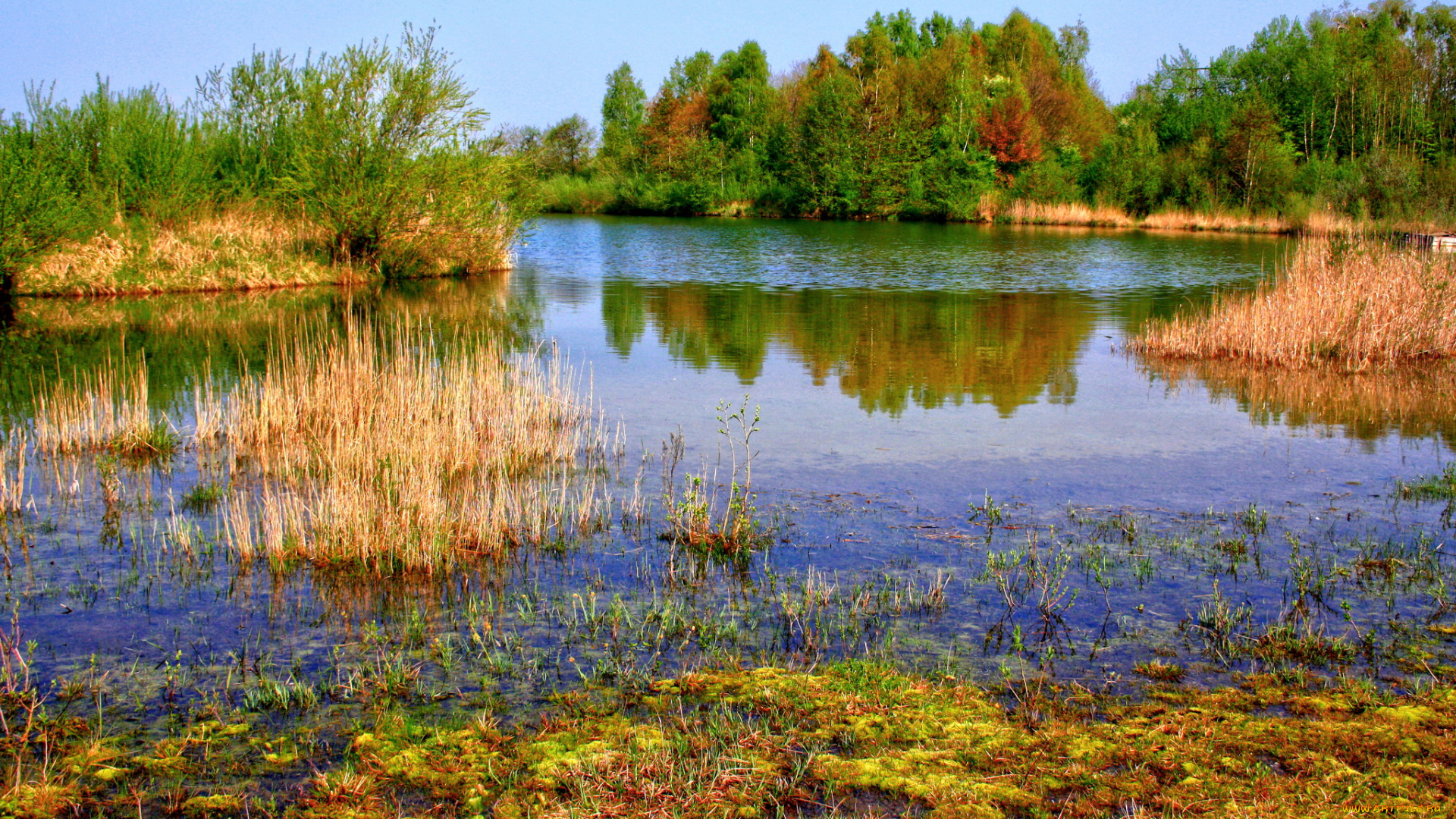 германия, лаупхайм, природа, реки, озера, река, камыши, деревья