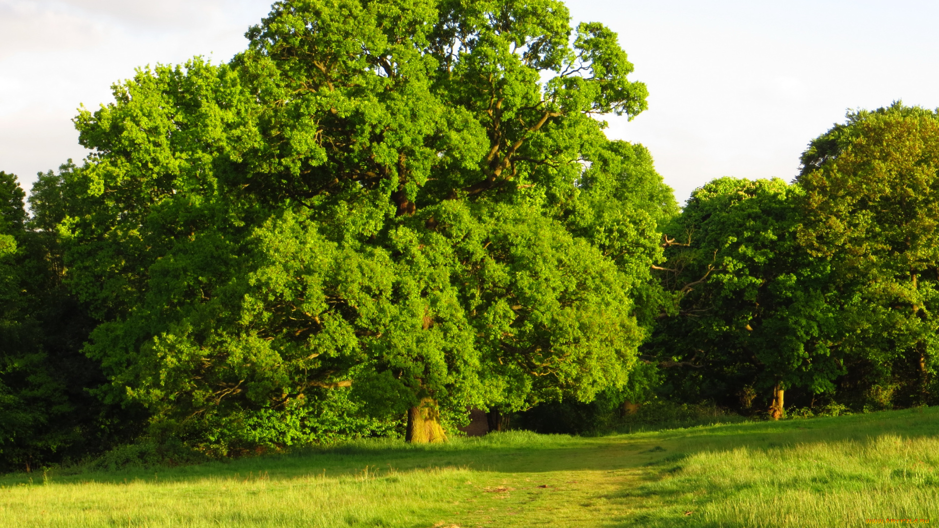 лондон, природа, парк, лето, лужайка