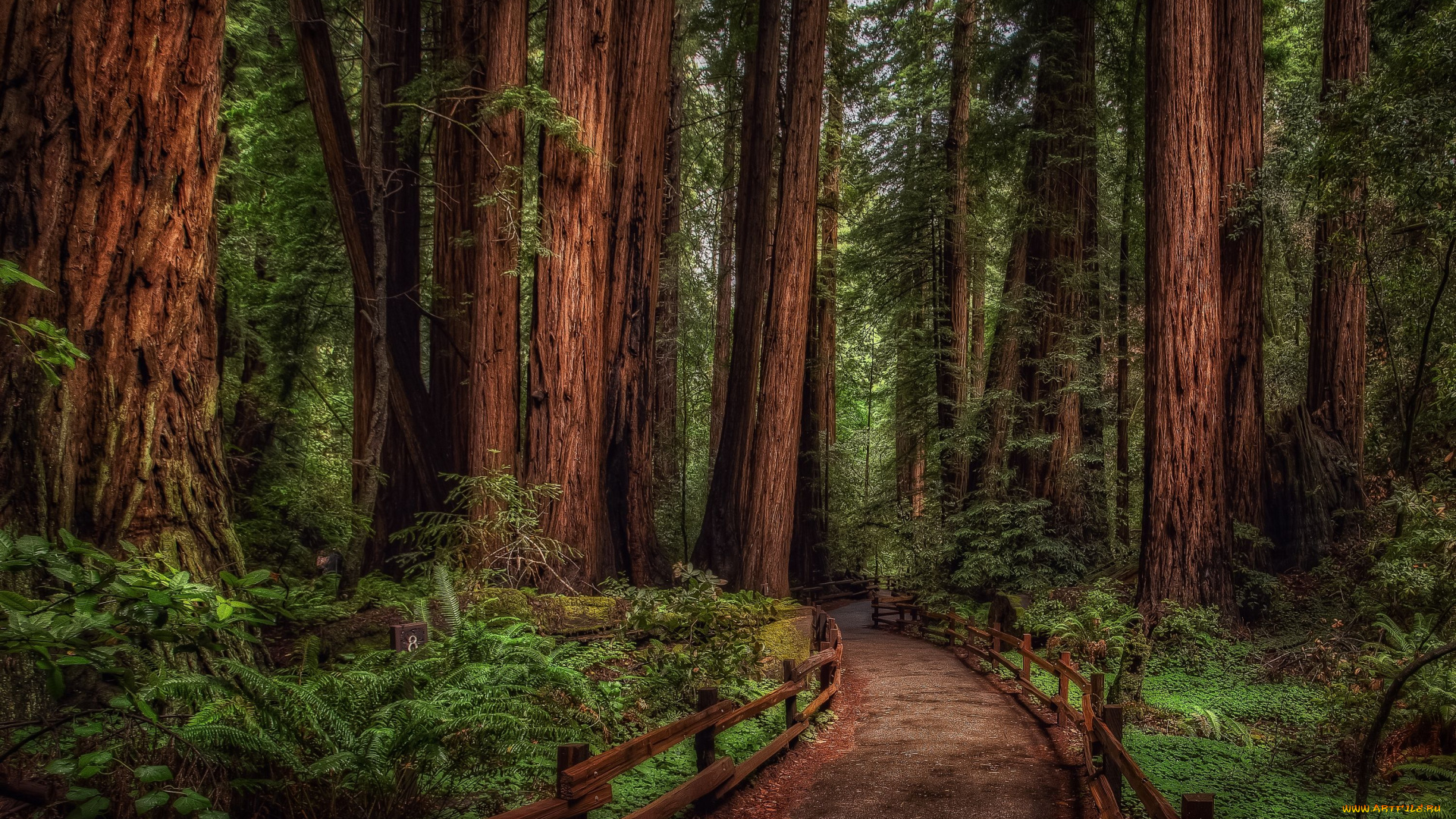 macmillan, provincial, park, british, columbia, canada, природа, дороги, cathedral, grove, кафедральная, роща, канада, деревья, псевдотсуга, дорога