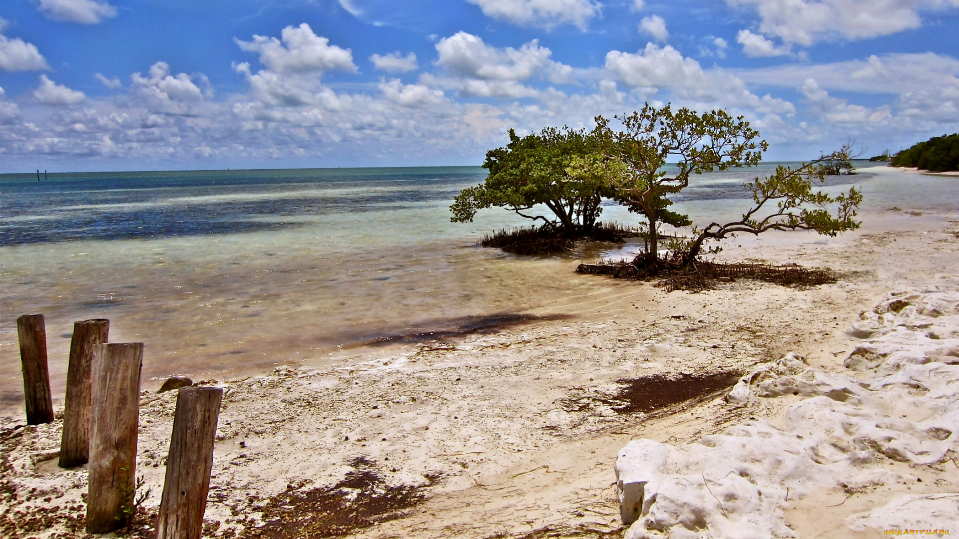 miami, florida, природа, побережье, горизонт, облака, деревья, сваи, пляж, океан