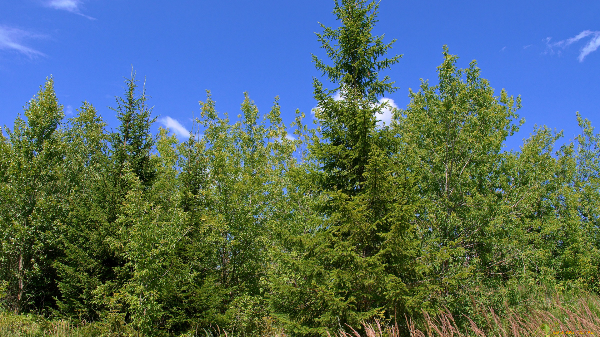 природа, деревья, ель