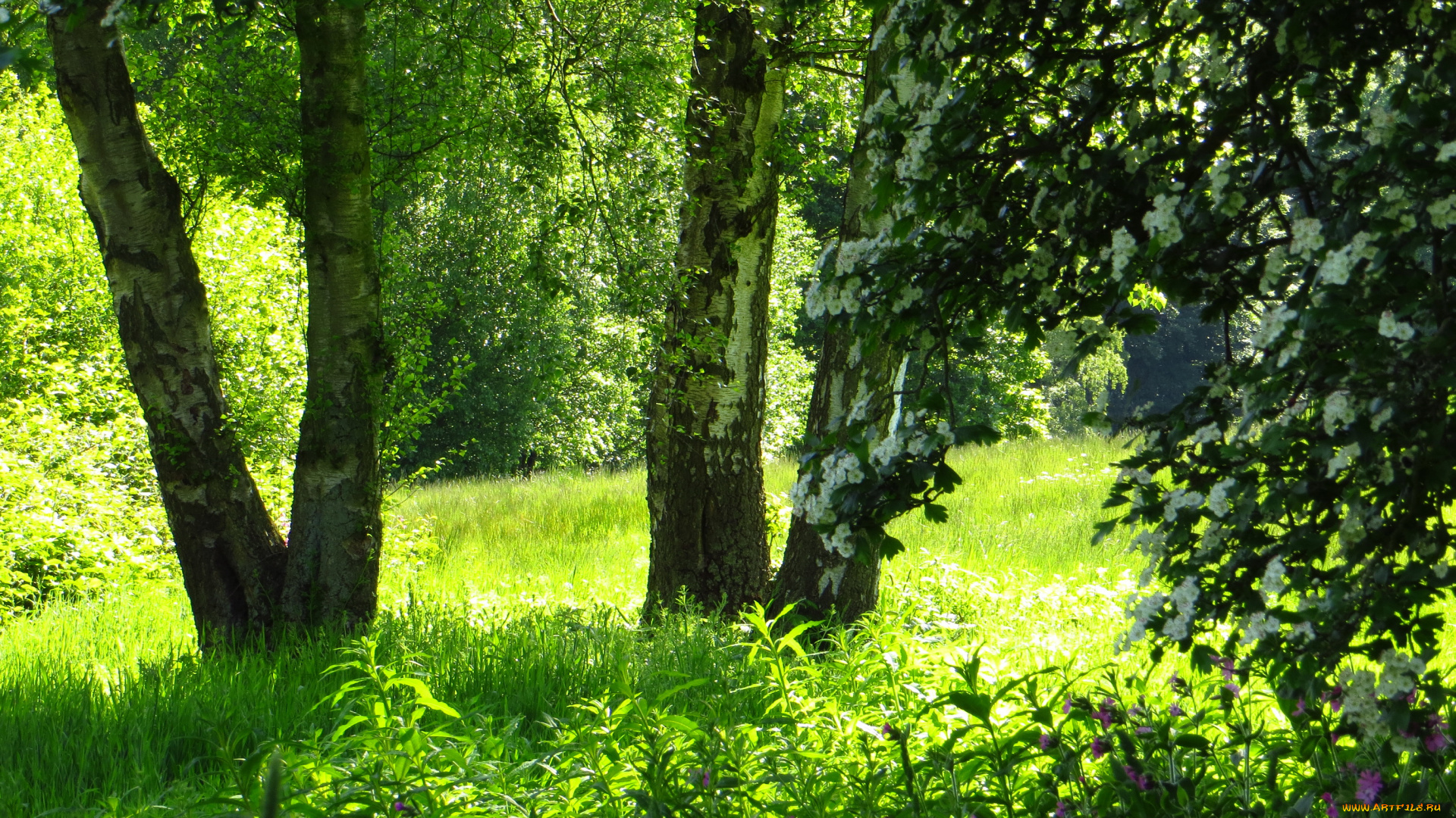 природа, деревья, лето, трава, парк
