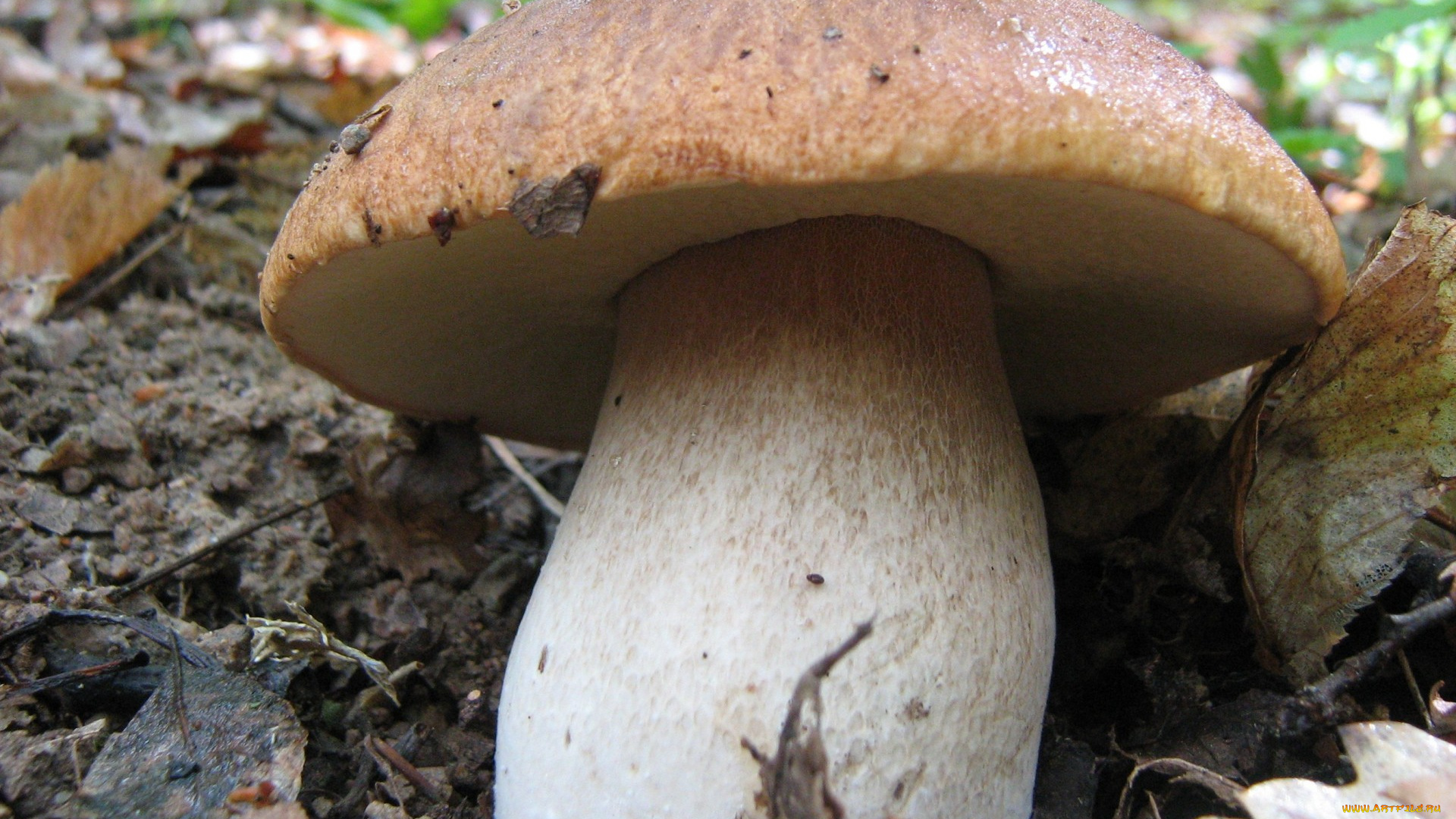 природа, грибы, гриб, листья, трава