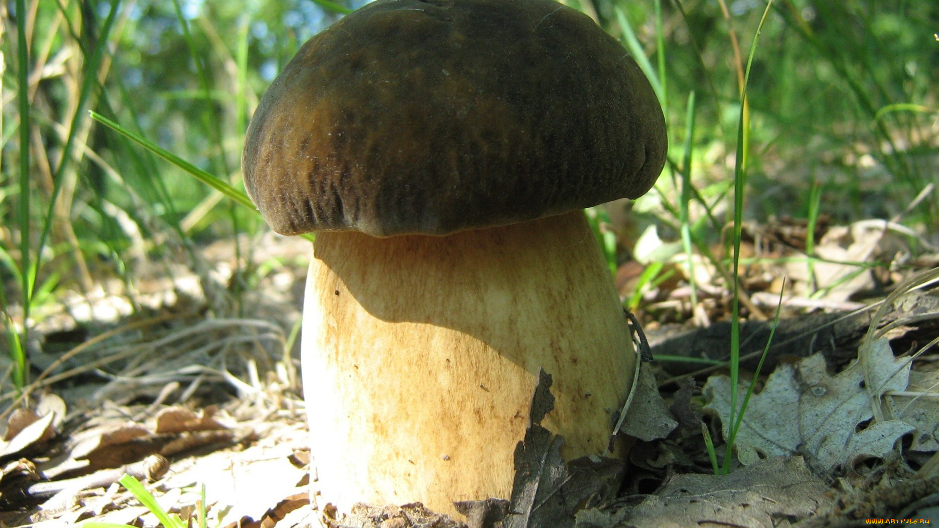 природа, грибы, листья, трава, гриб