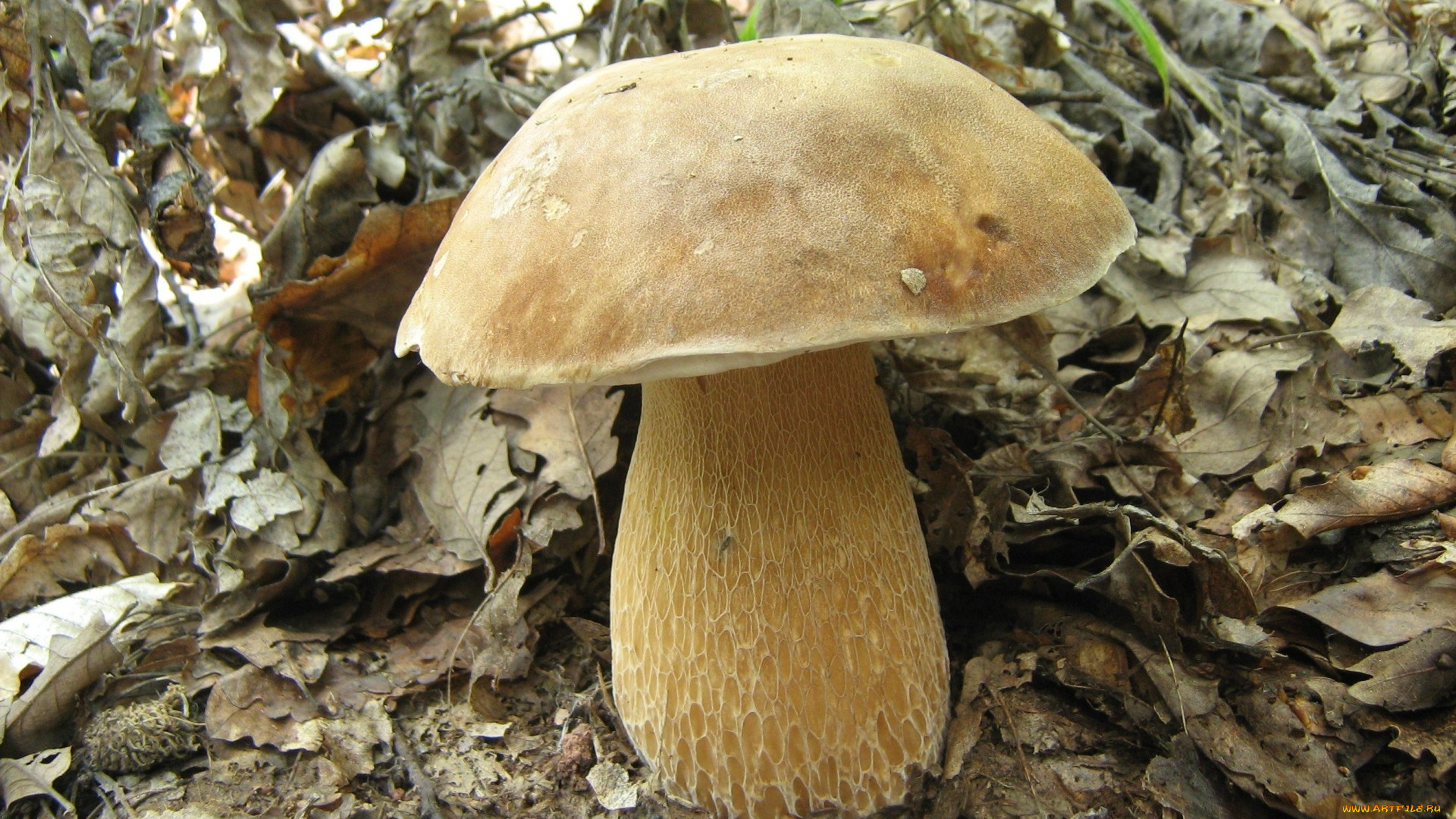 природа, грибы, трава, листья, гриб