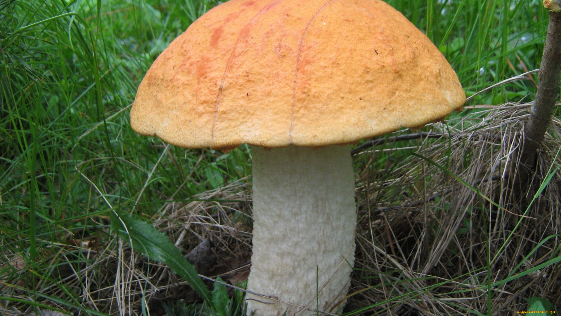 природа, грибы, трава, листья, гриб