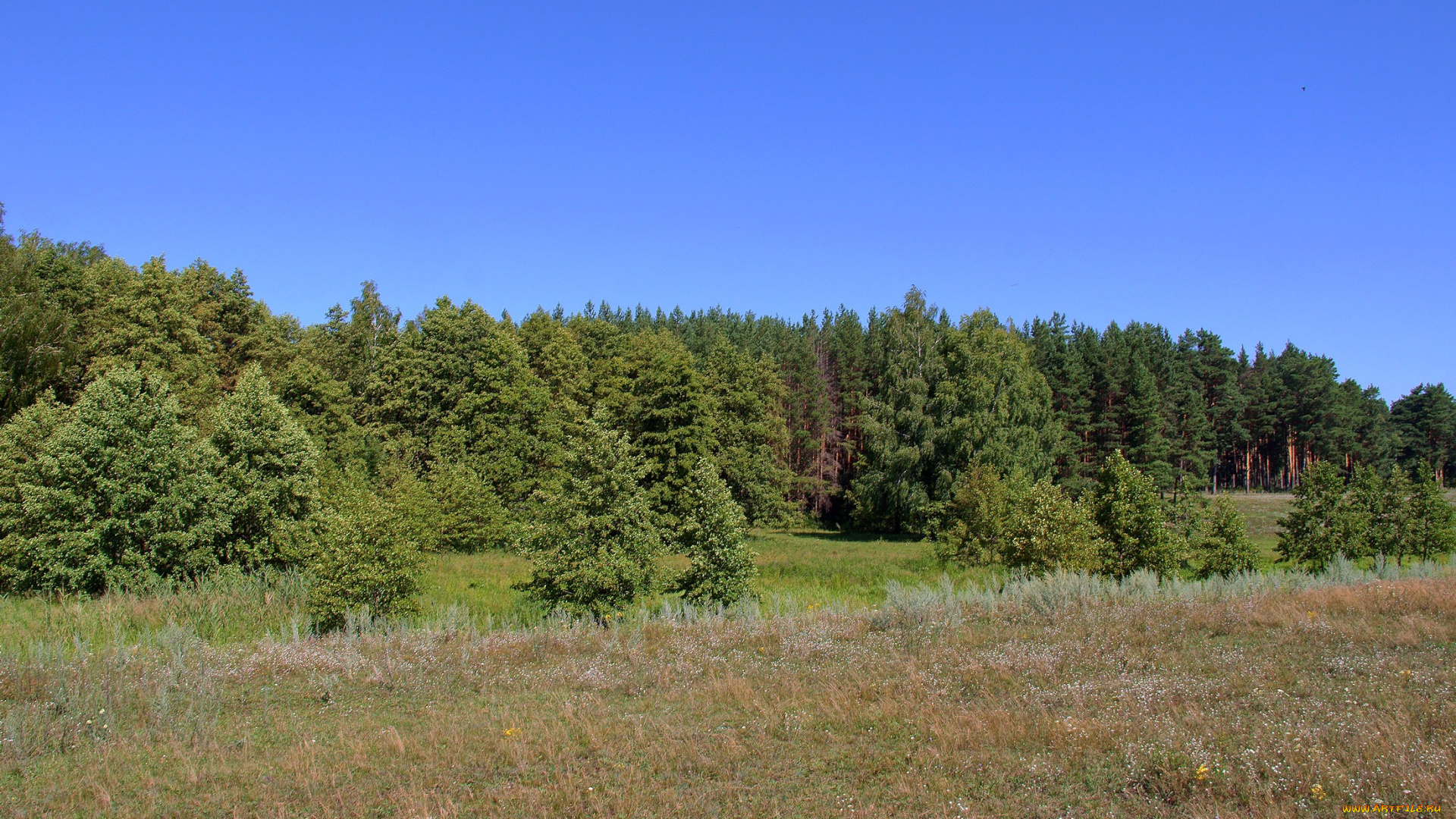 природа, лес