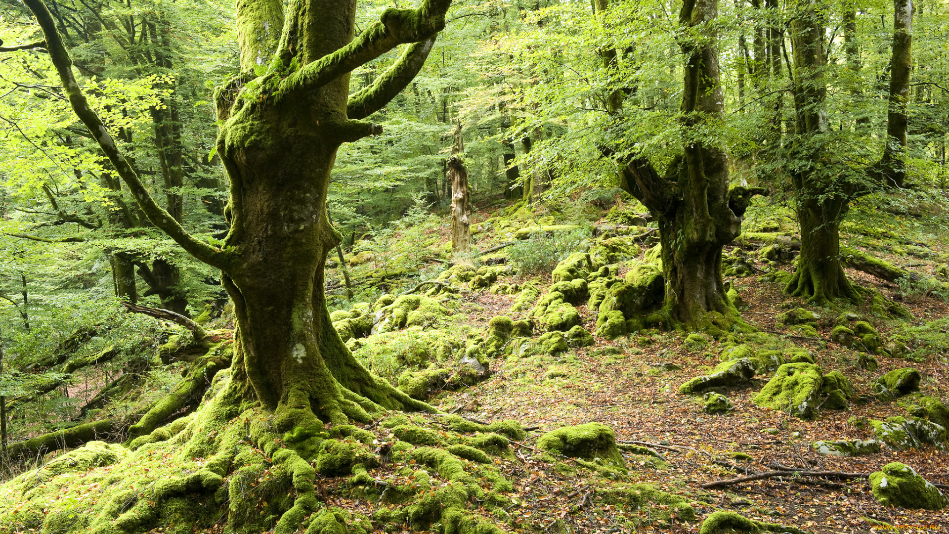 природа, лес, деревья, мох