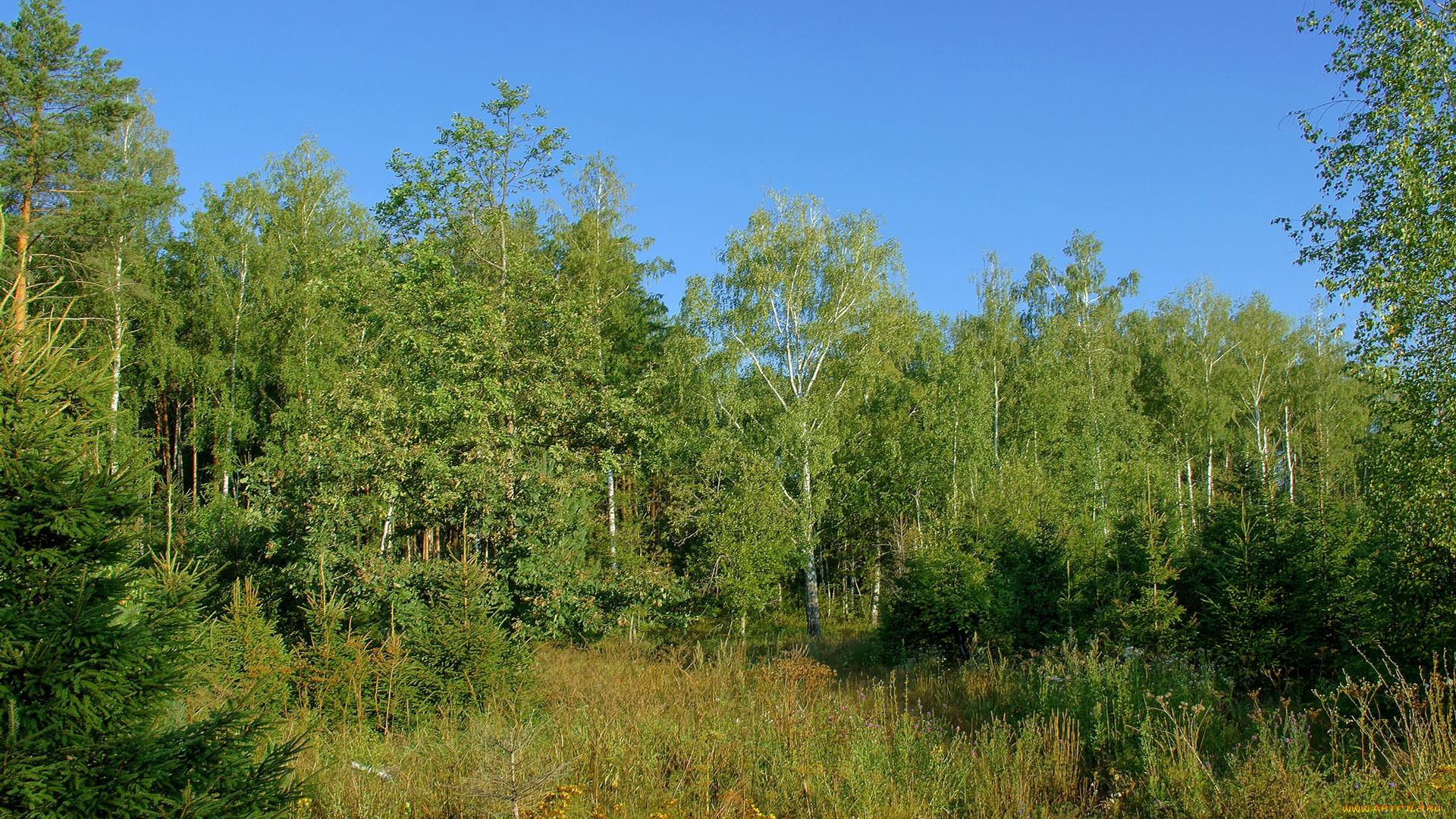 природа, лес, деревья, небо