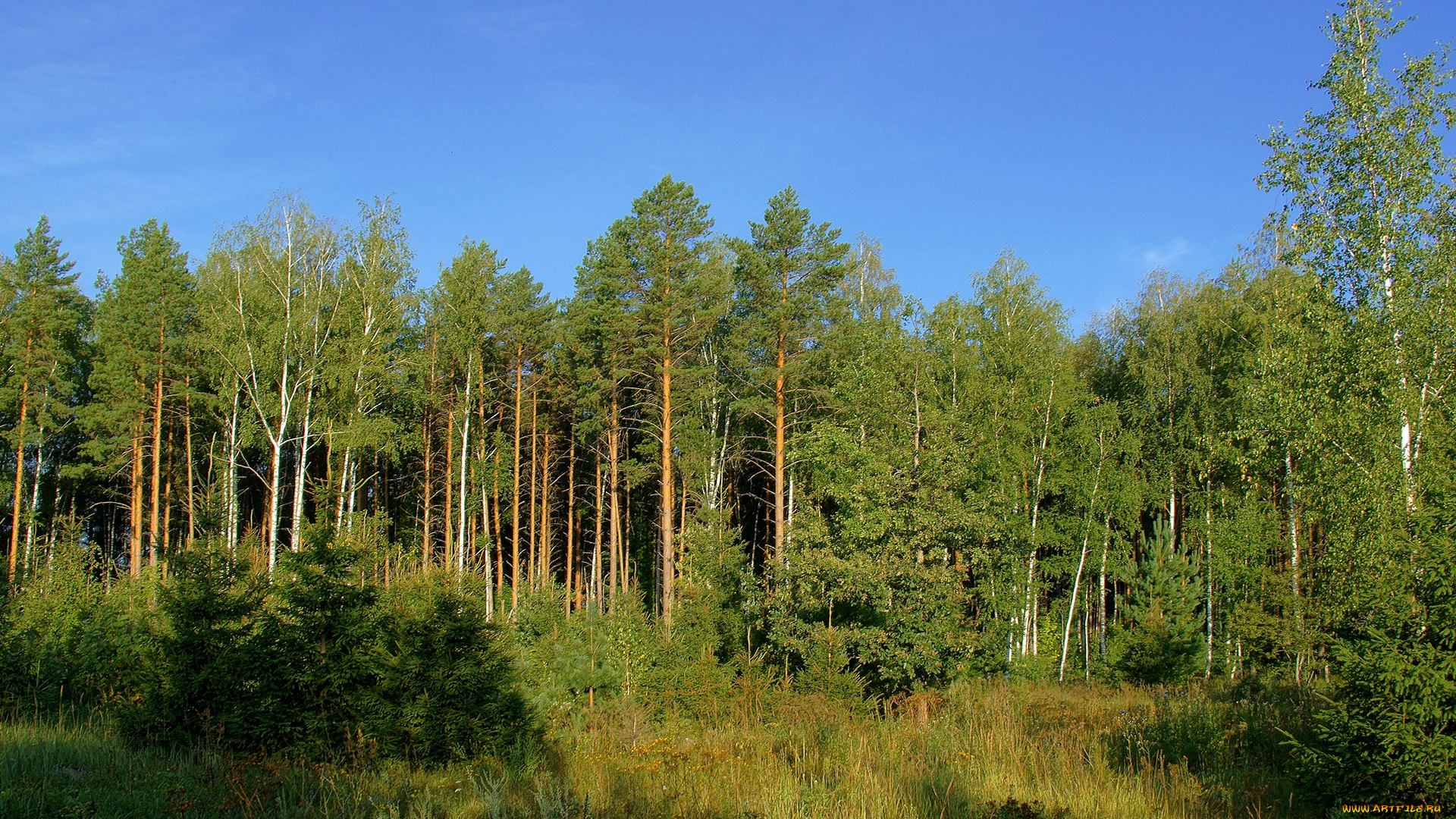 природа, лес, небо, сосны