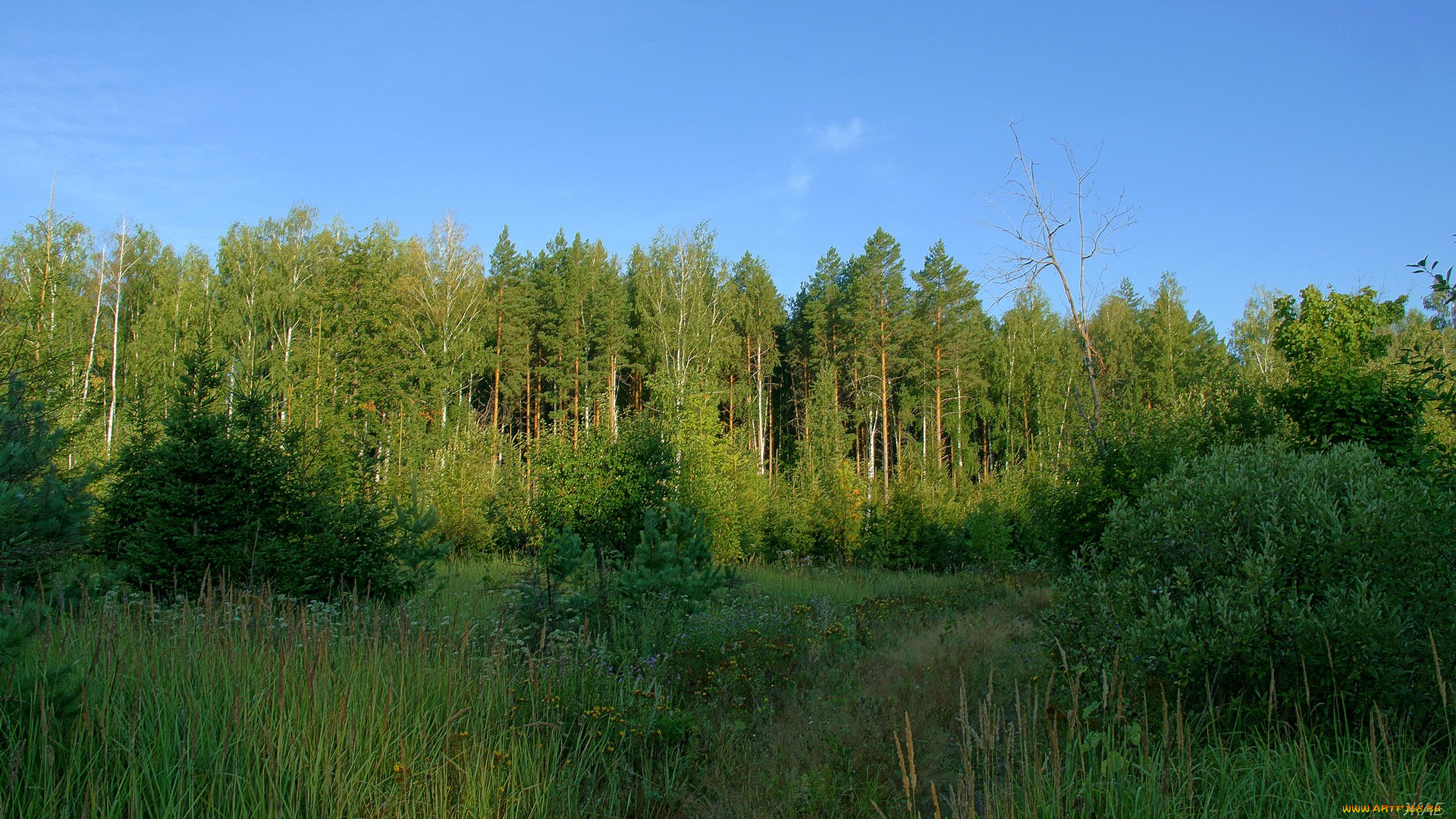 природа, лес, небо, сосны