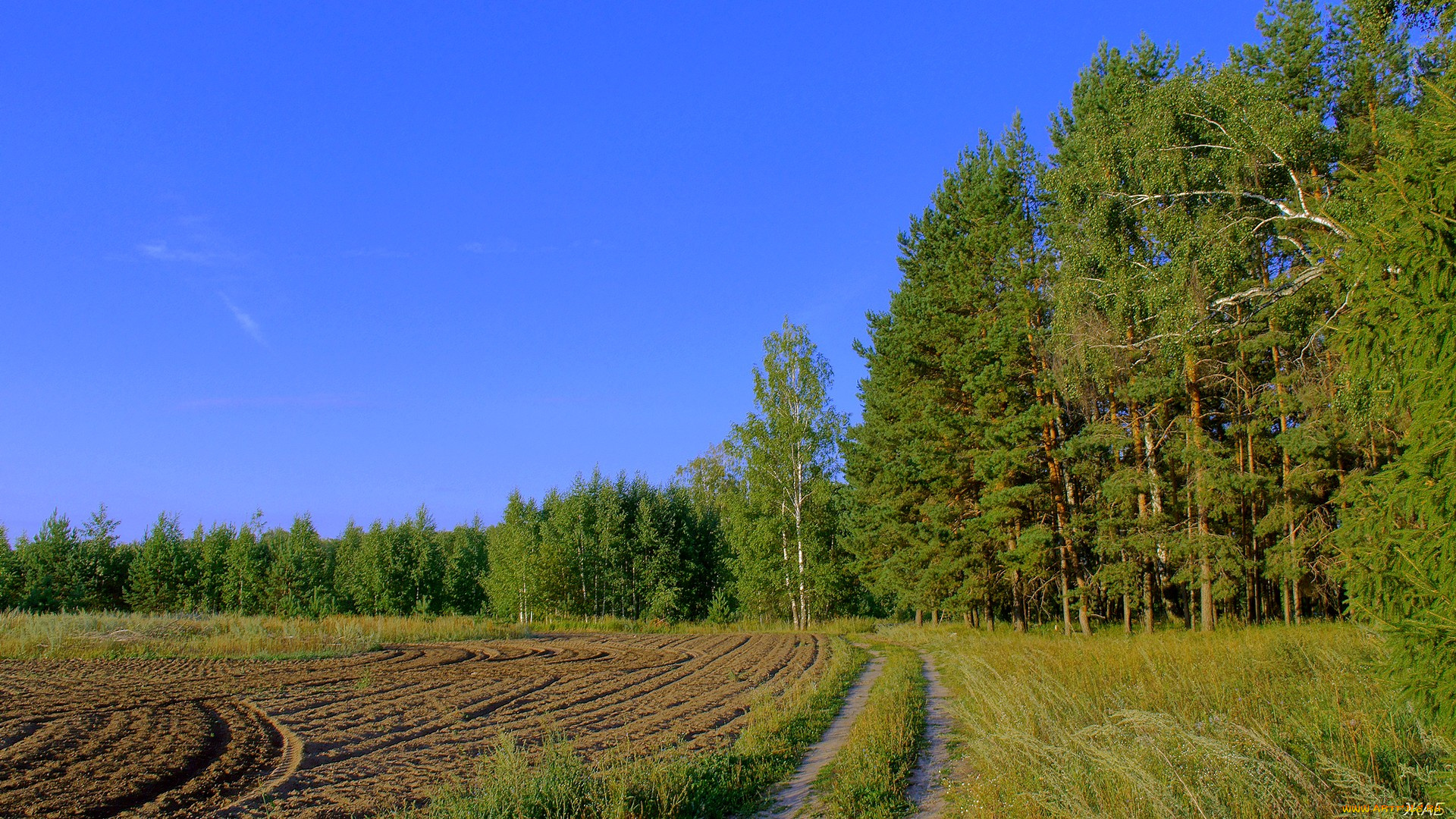природа, поля, лес, деревья, небо, утро