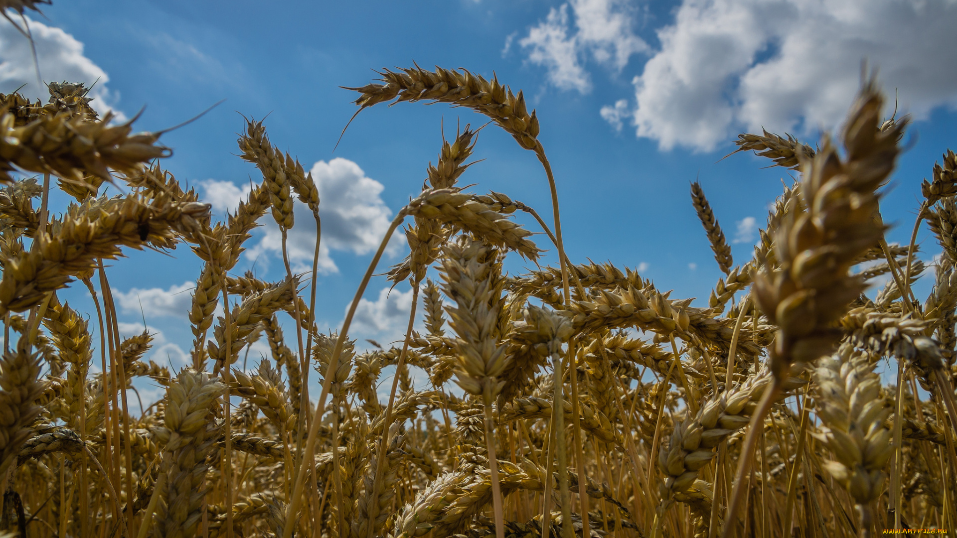 природа, поля, небо, колосья, пшеница