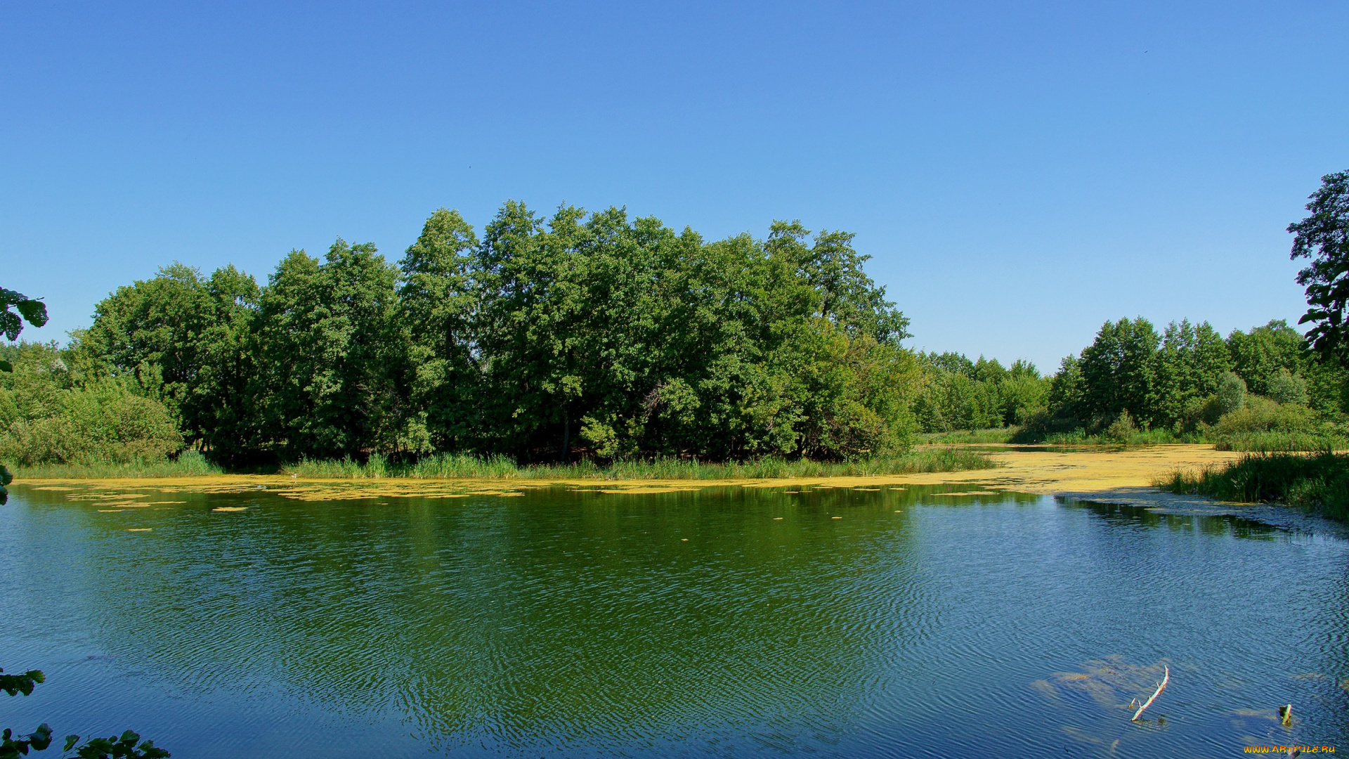 природа, реки, озера, озеро, деревья