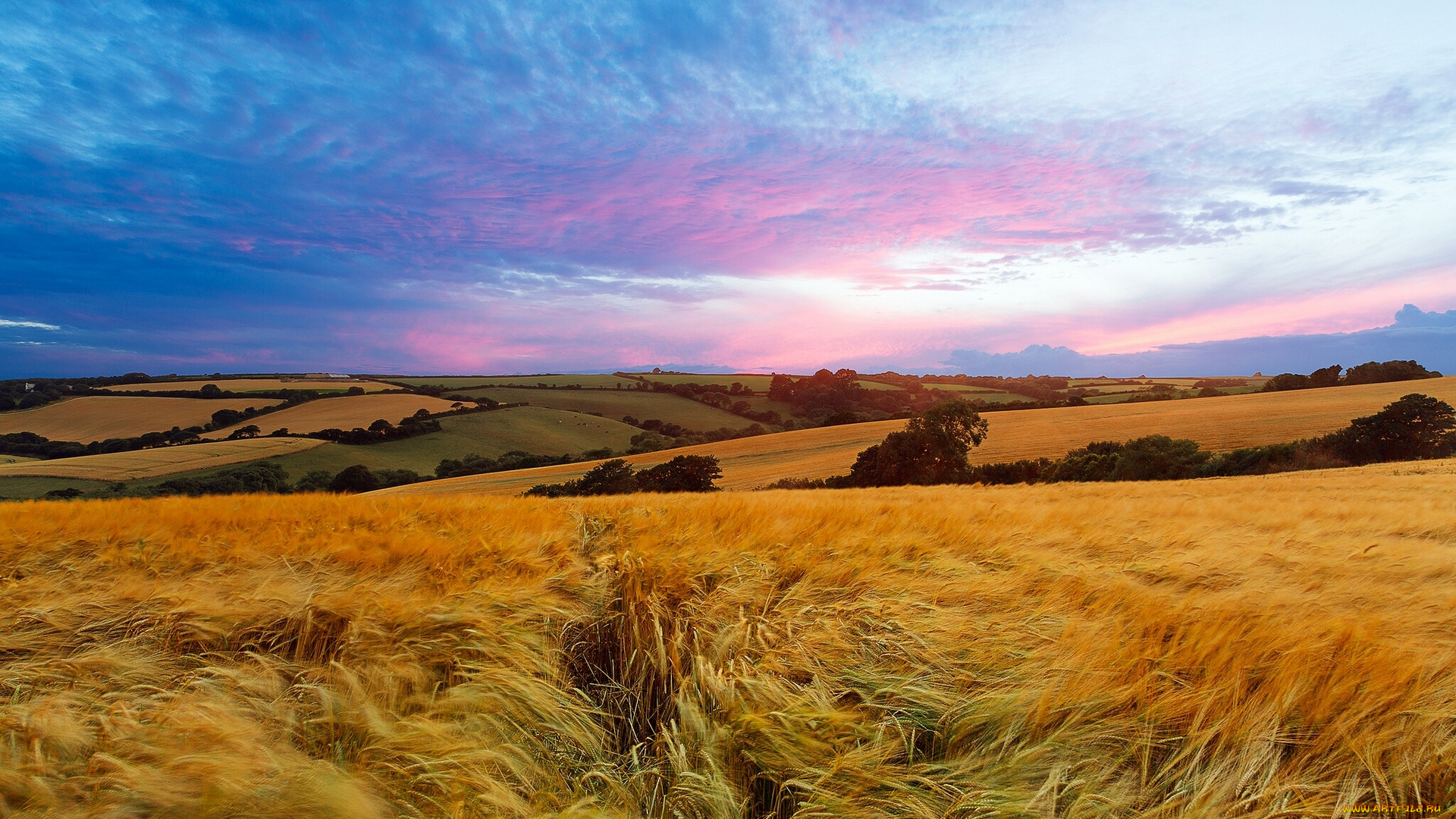 roseland, peninsula, cornwall, england, природа, поля, корнуолл, англия, пейзаж, закат