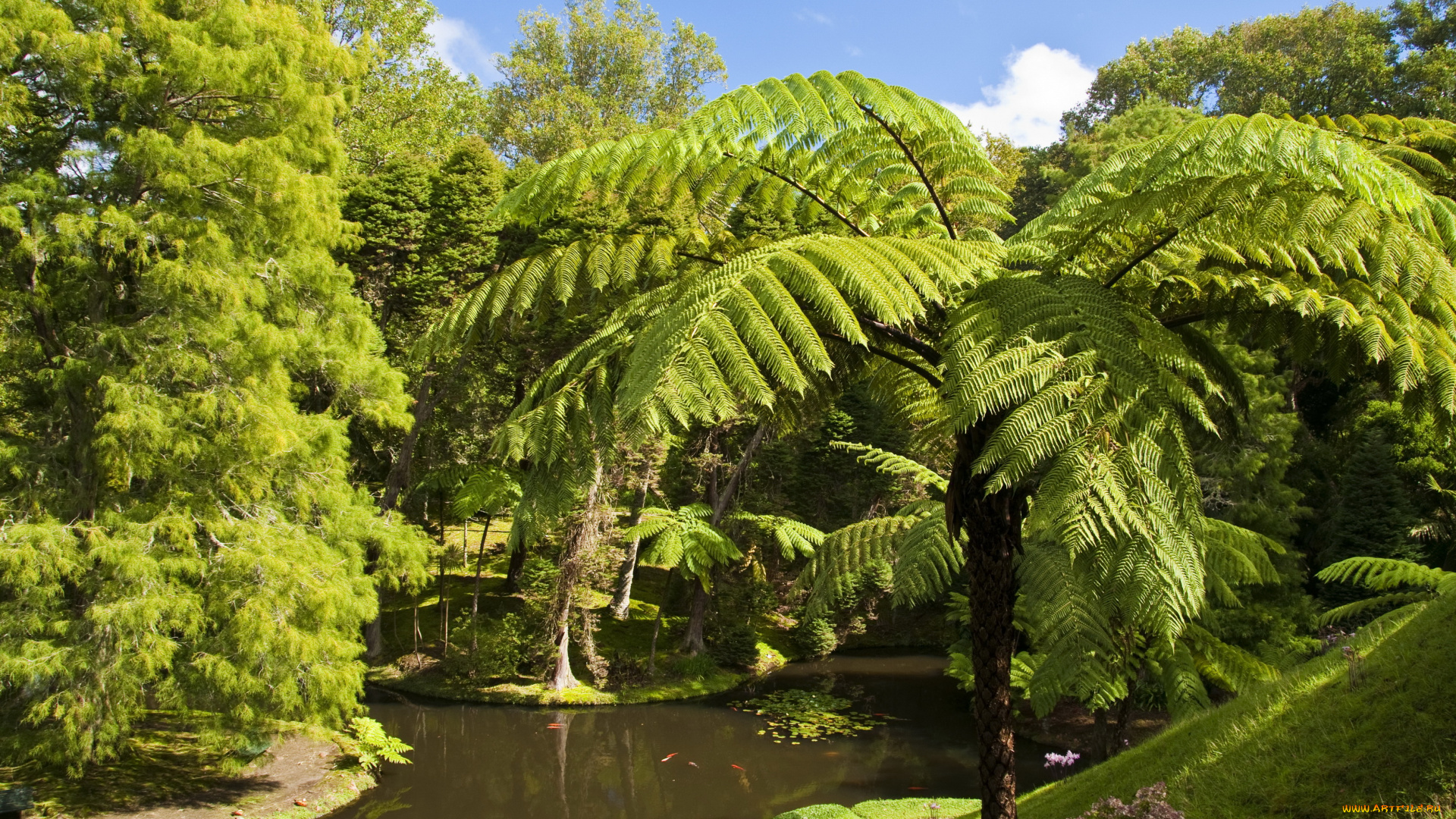 terra, nostra, botanical, gardens, furnas, португалия, природа, парк, пальмы, водоем, деревья