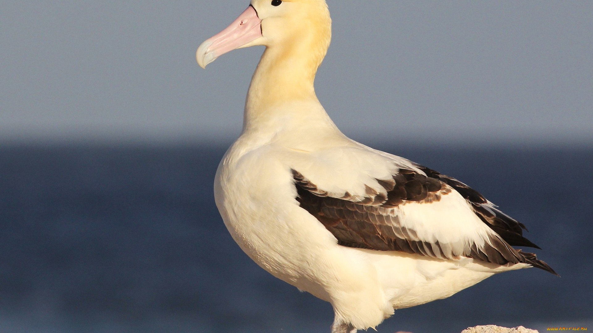 животные, альбатросы, клюв, профиль