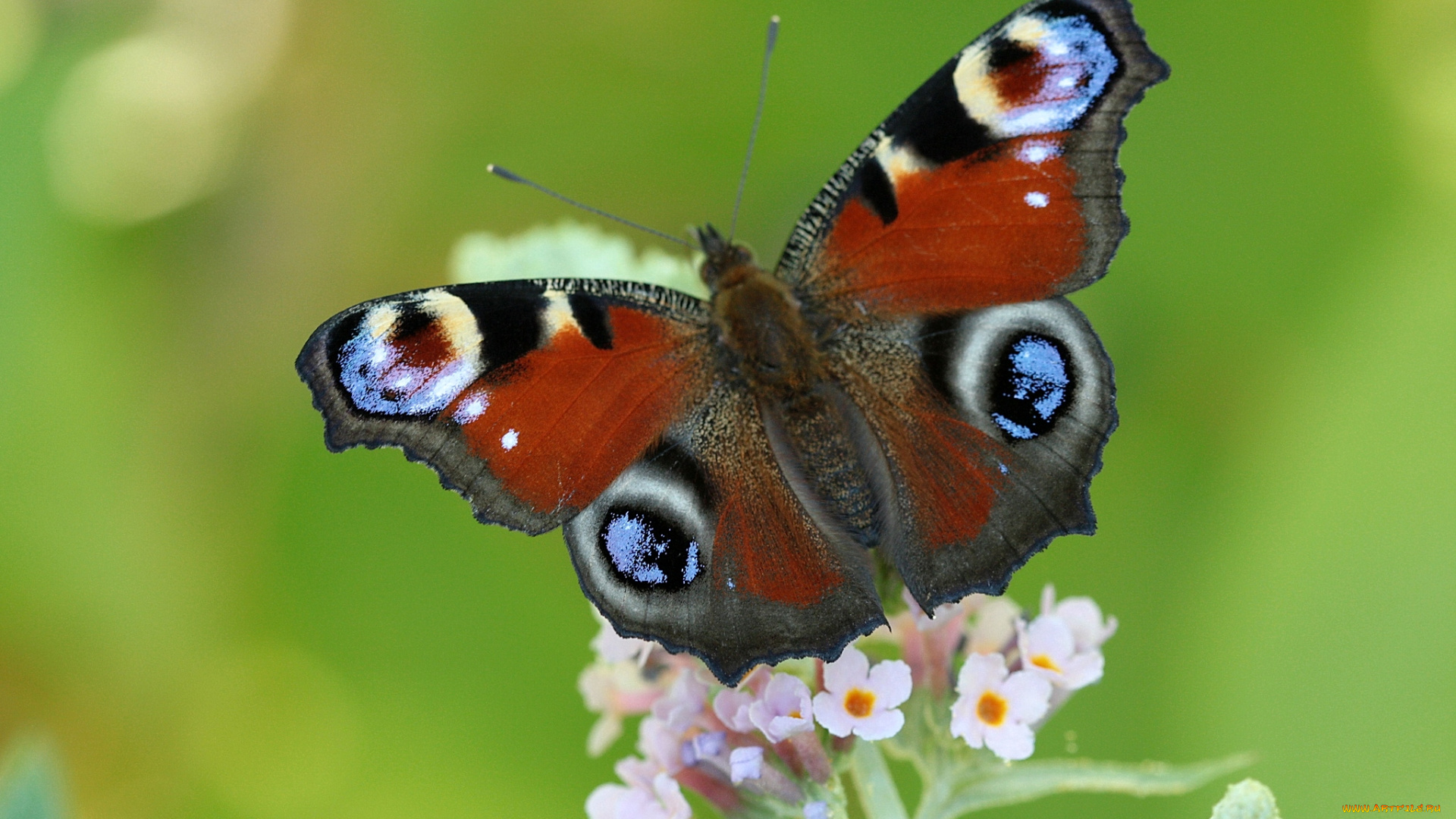животные, бабочки, крылья, павлиний, глаз