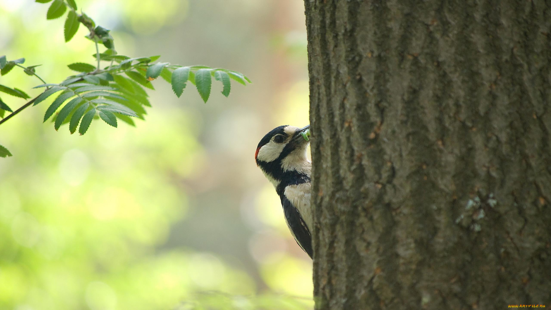 животные, дятлы, дерево, дятел, гусеница