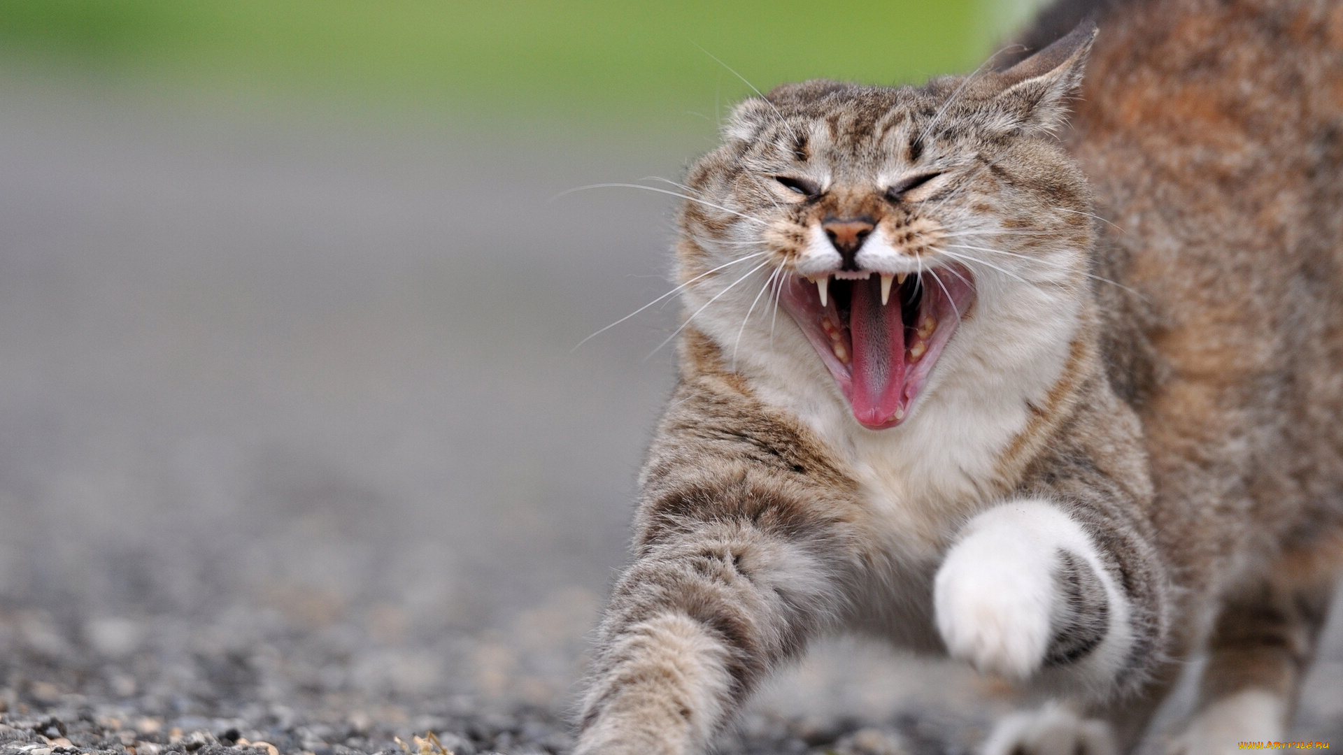 животные, коты, котэ, потягушки, зевок