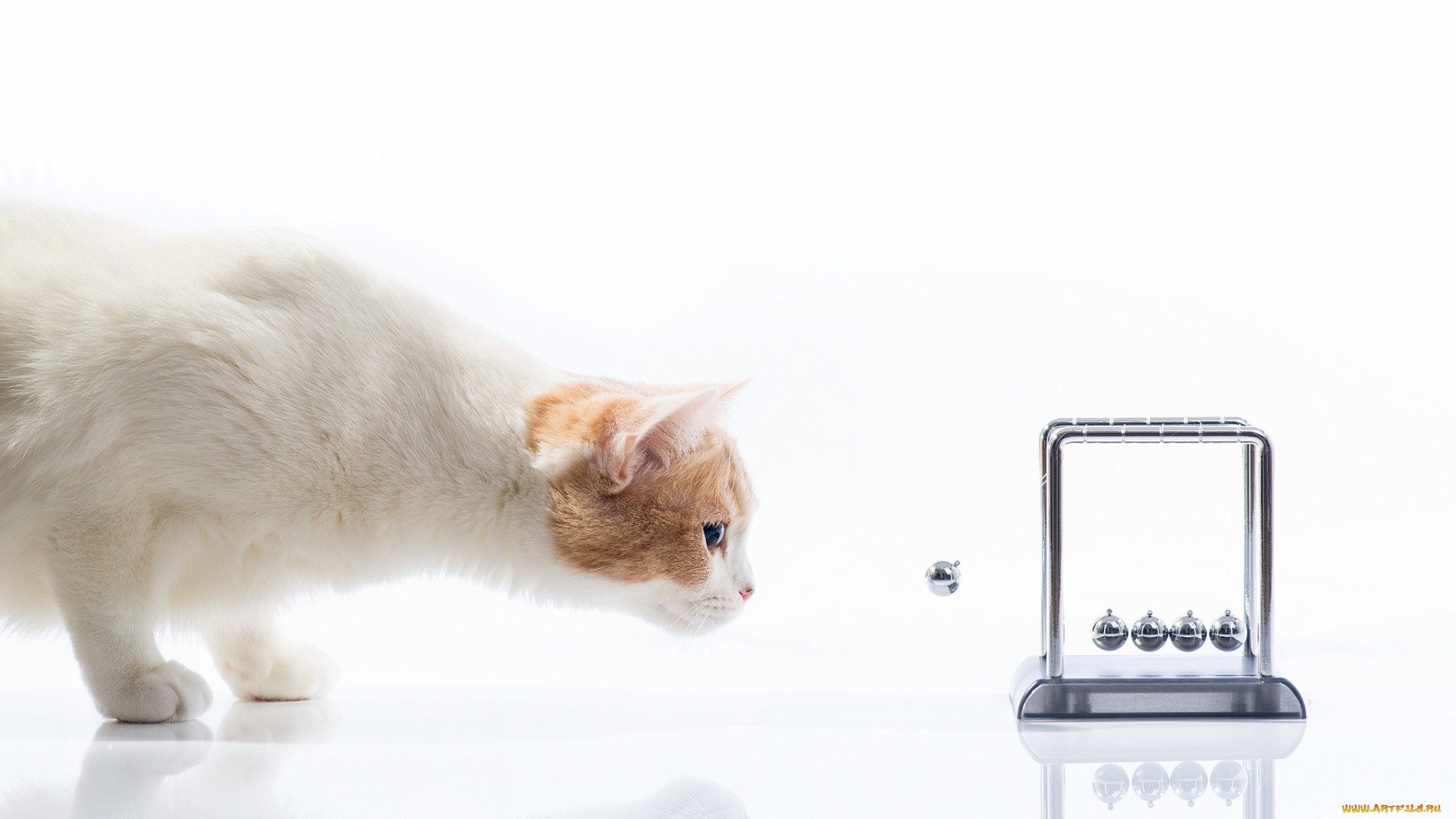 животные, коты, любопытство