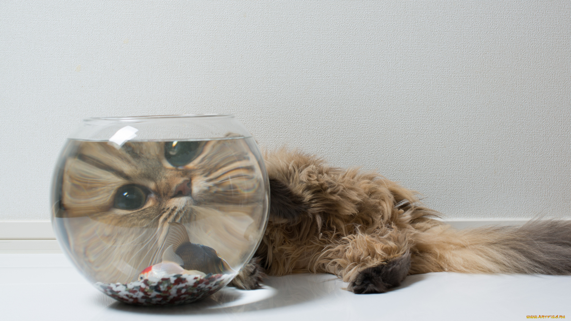 животные, коты, наблюдатель, увеличение, аквариум