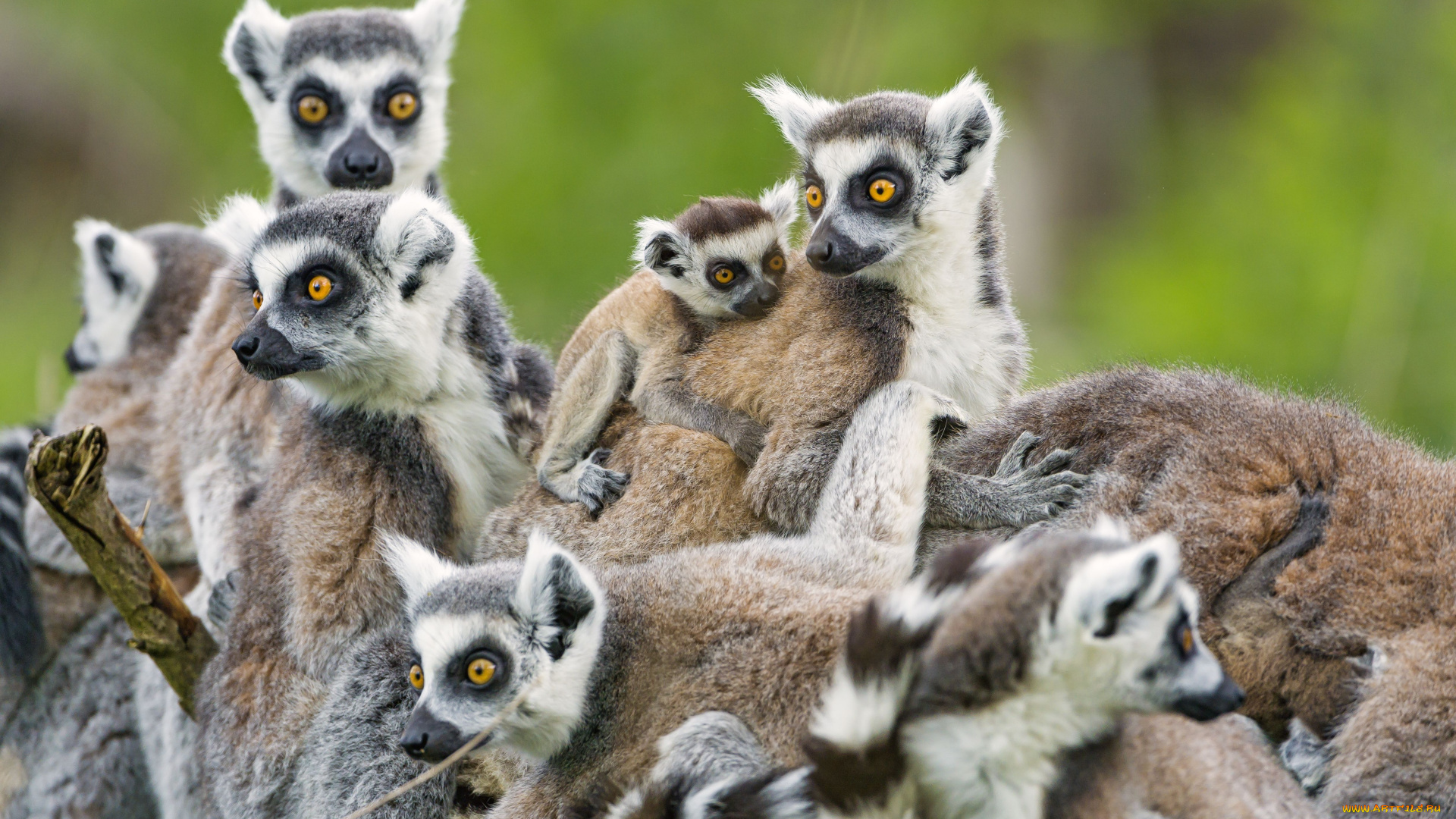животные, лемуры, семейка