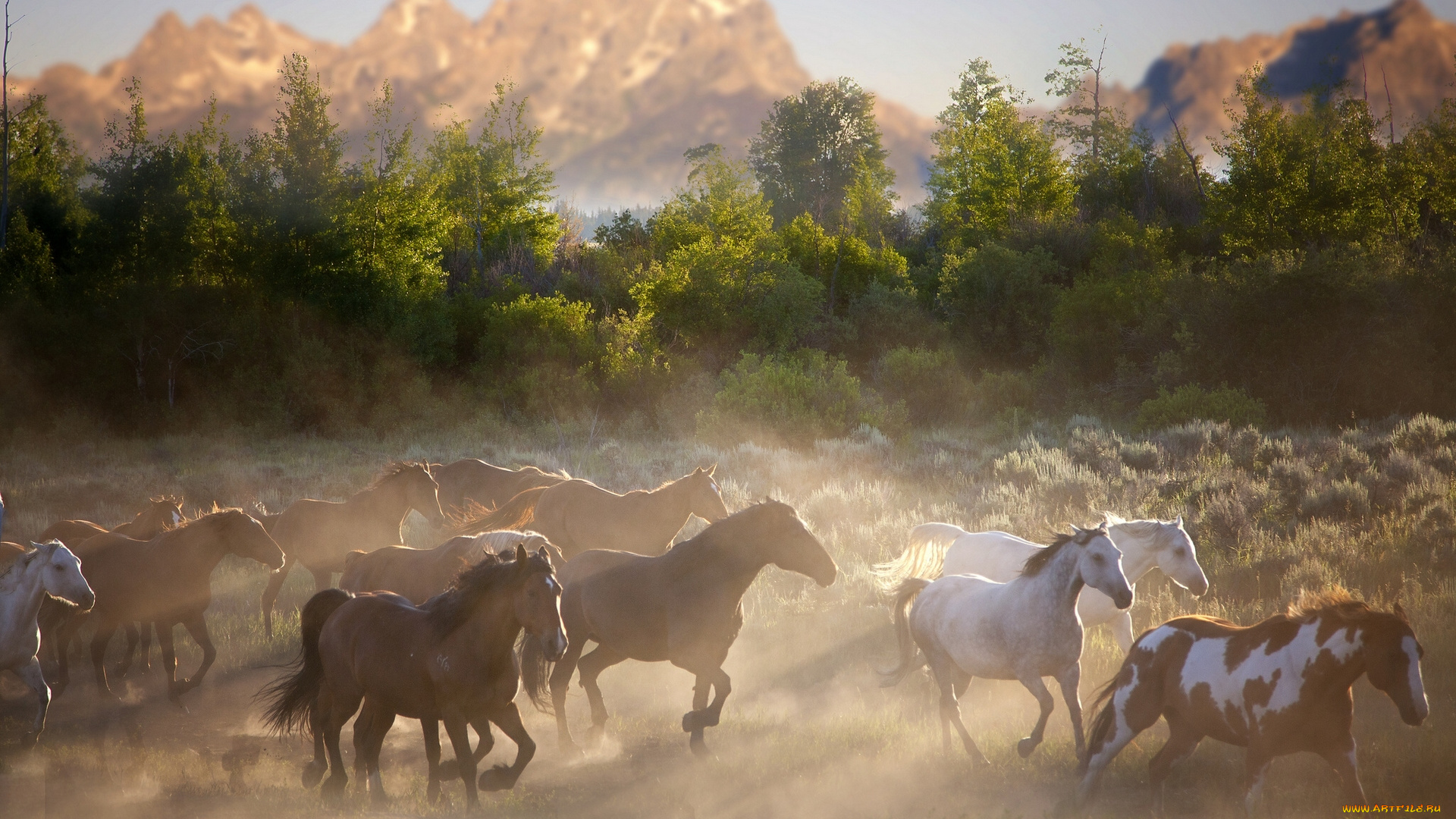 животные, лошади, природа, табун