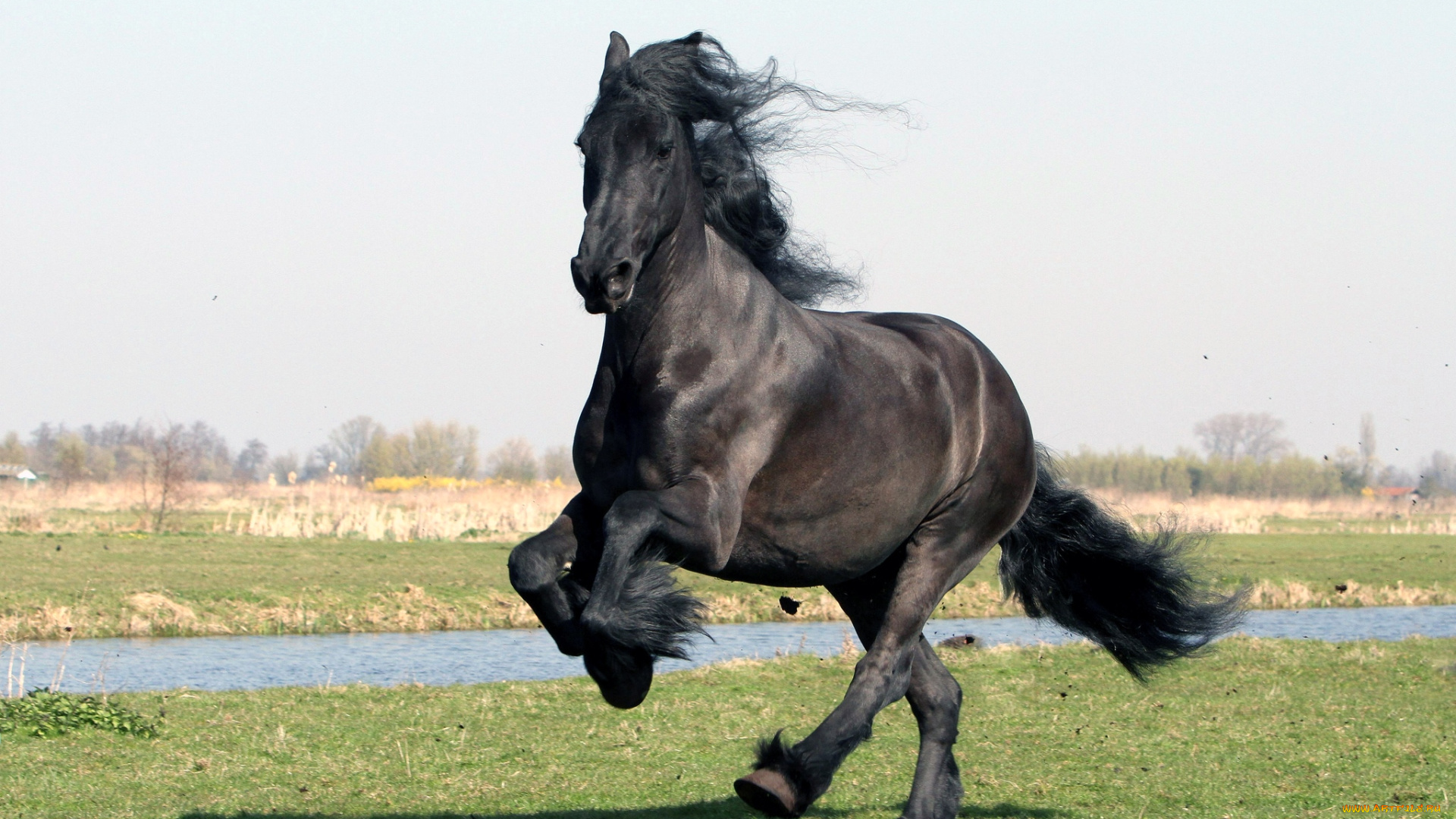 животные, лошади, вороной, красавец