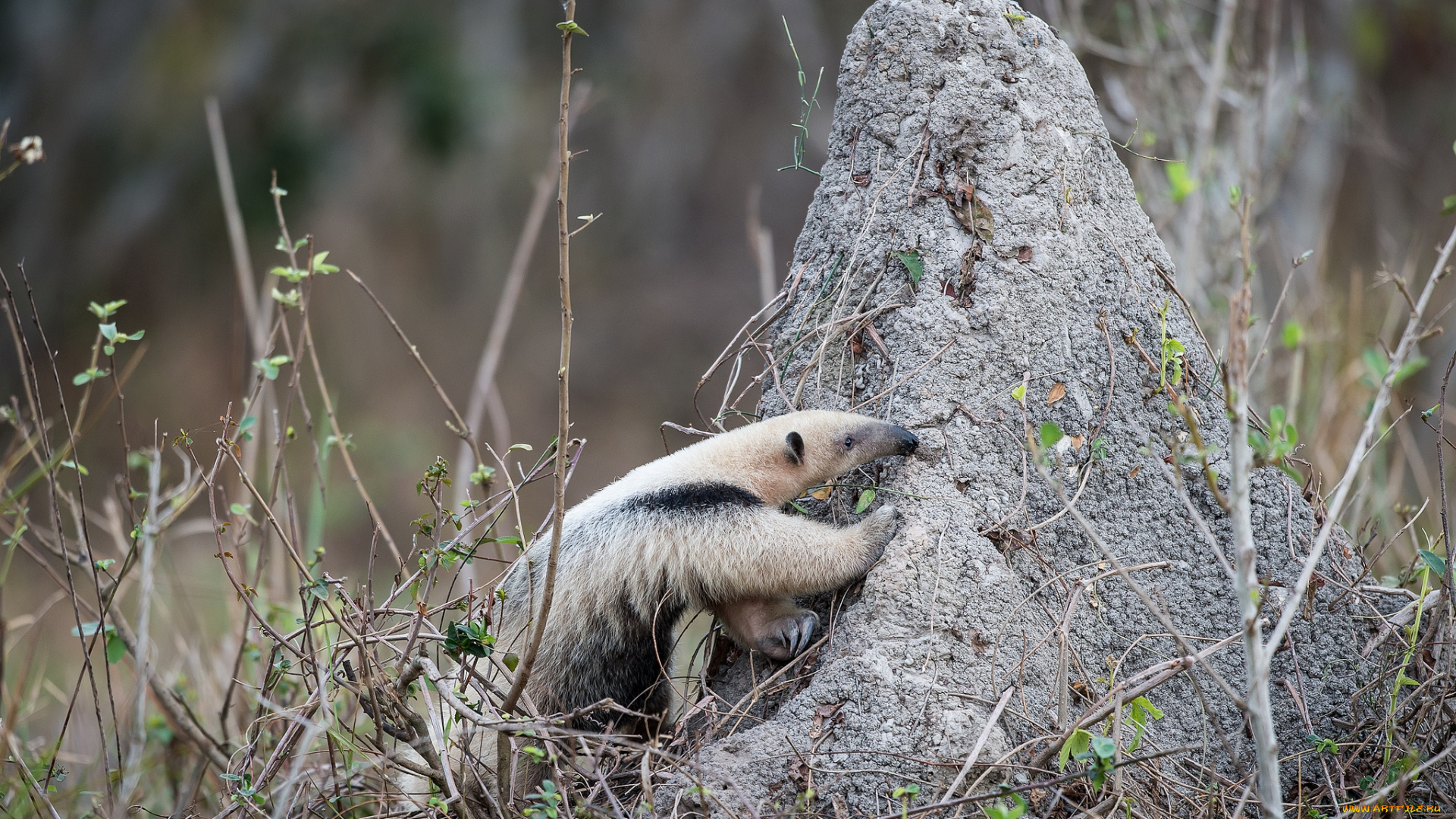 животные, муравьеды, малыш, термитник