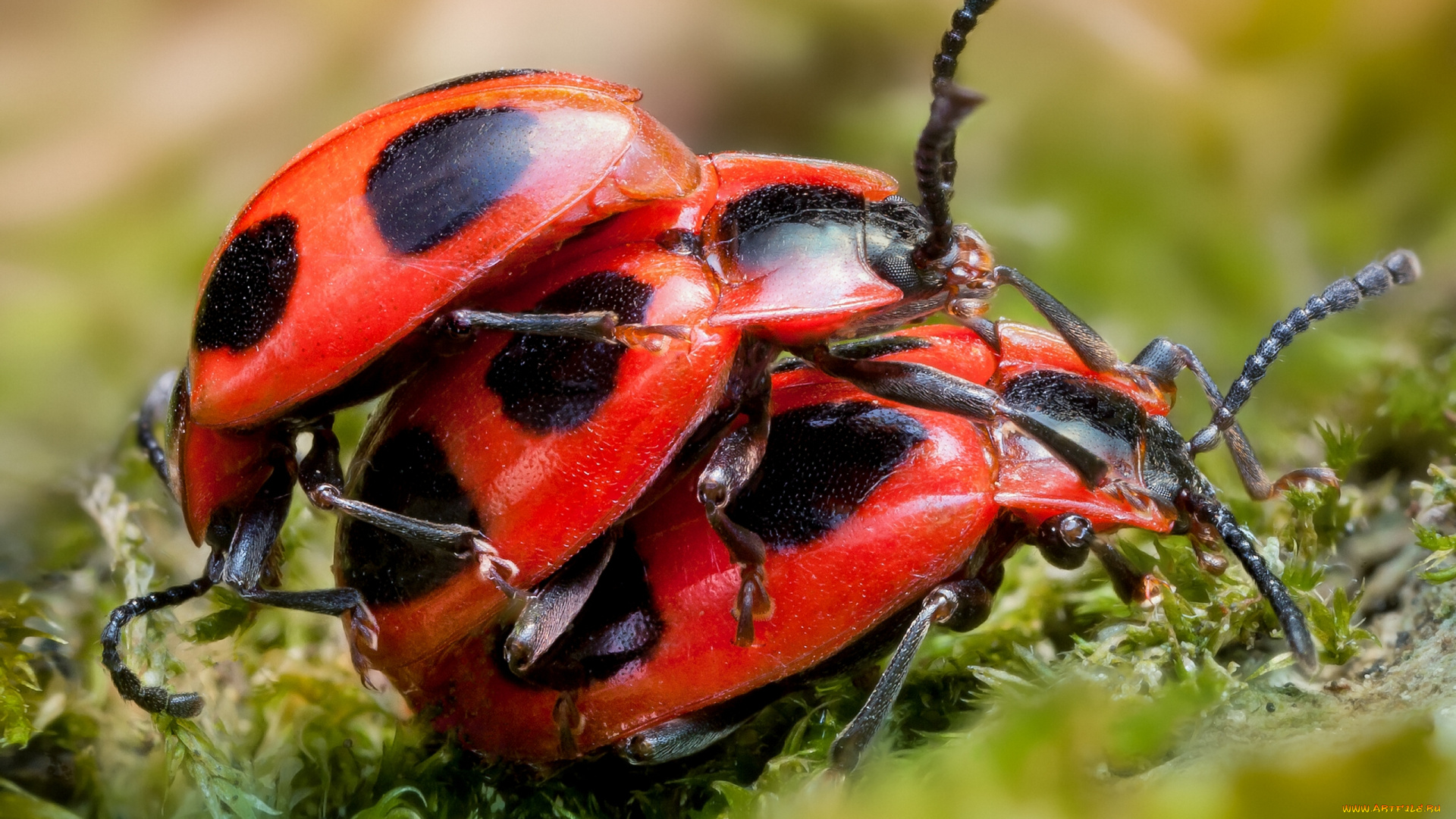 животные, насекомые, макро, плеснееды, жуки