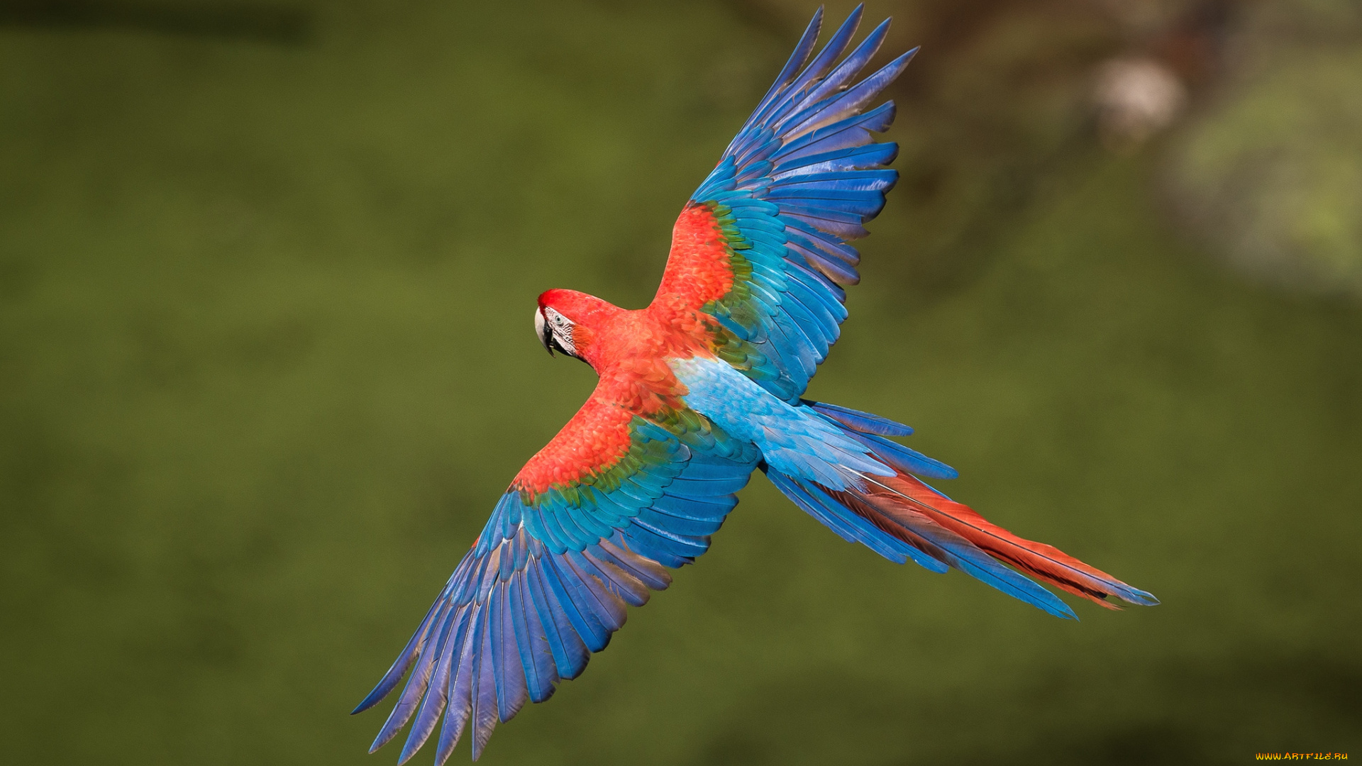 животные, попугаи, ара, полет