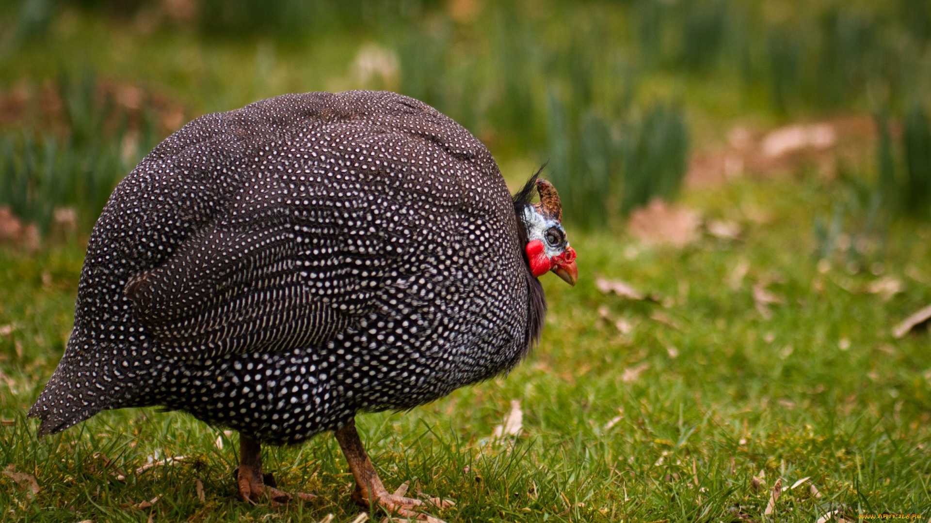 животные, птицы, цесарка
