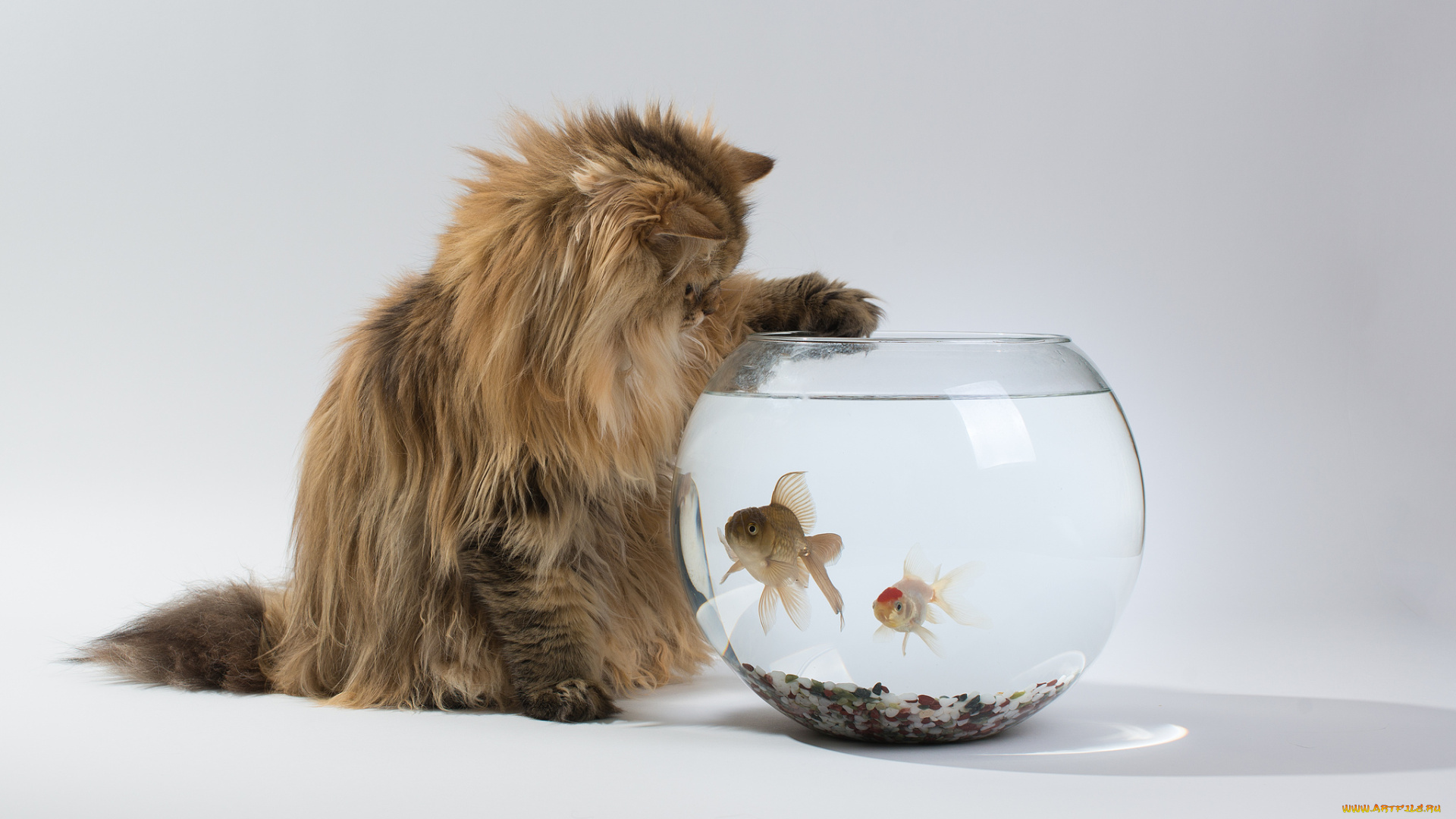 животные, разные, вместе, шерсть, рыбки, аквариум, наблюдатель