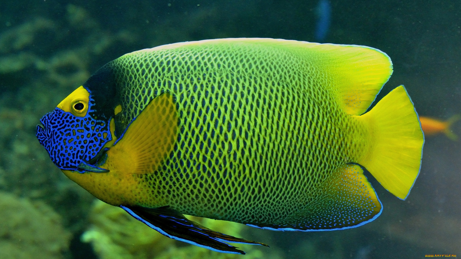 животные, рыбы, тропики