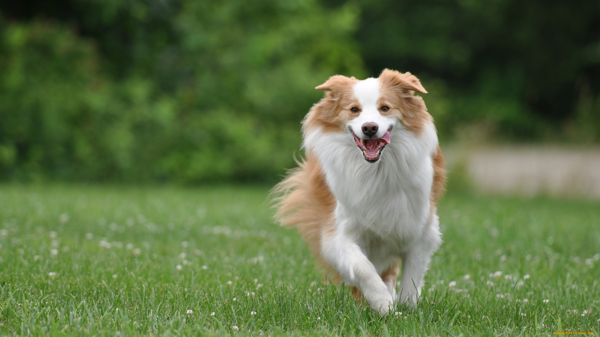 животные, собаки, настроение, радость