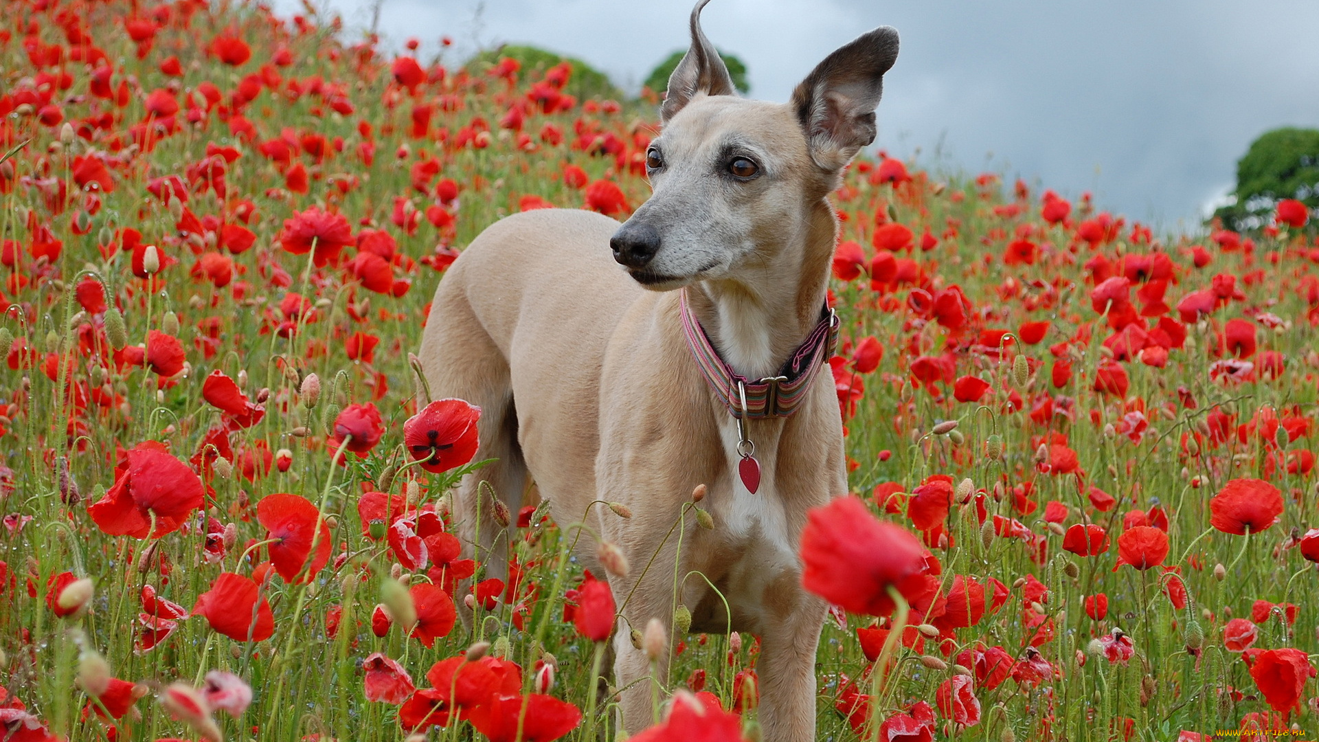 животные, собаки, поле, маки