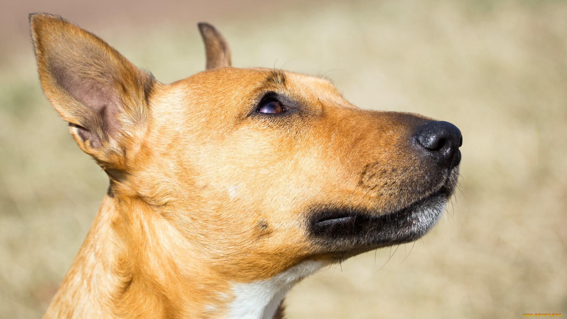 животные, собаки, взгляд