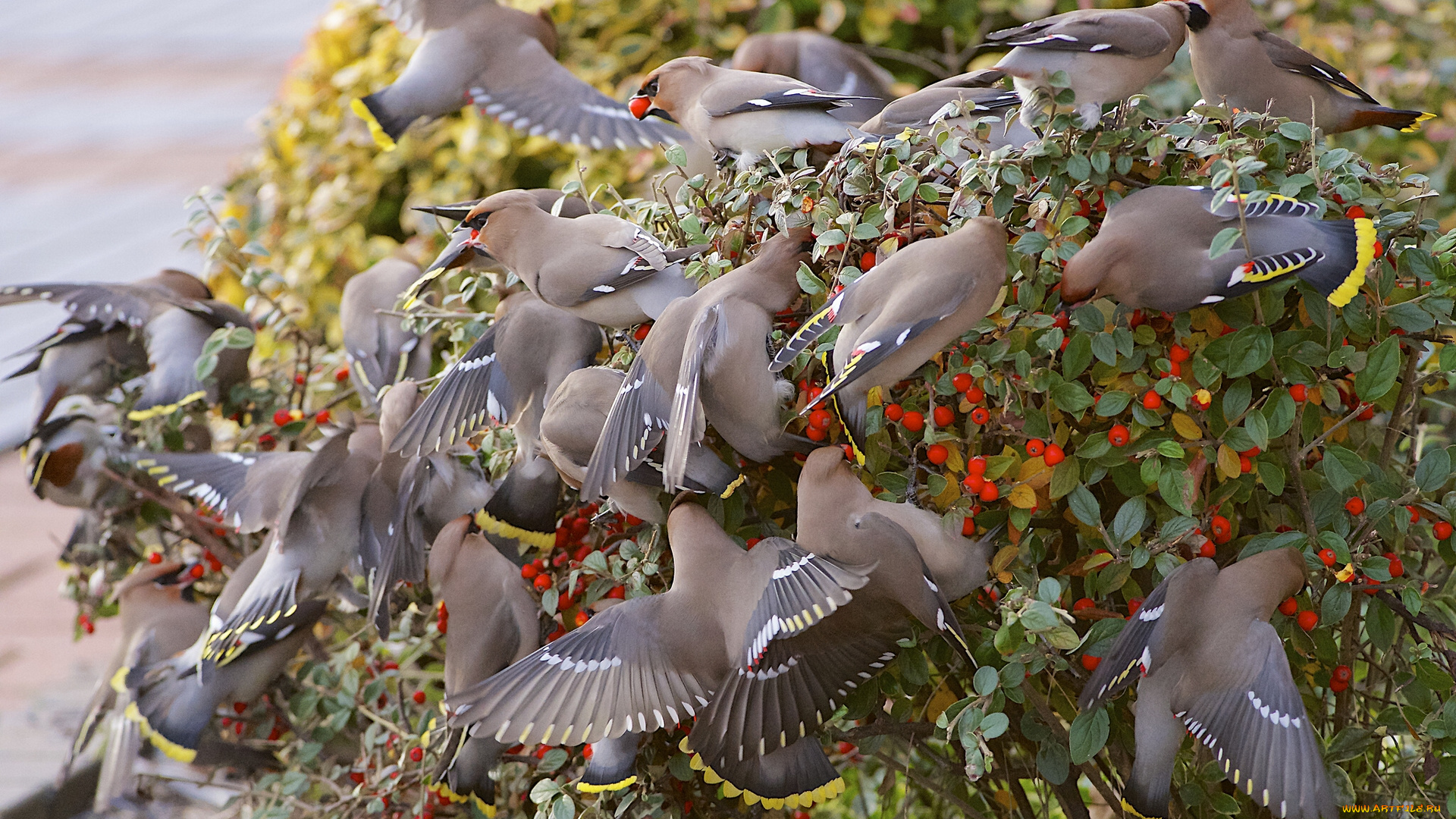 животные, свиристели, куст, ягоды, стая, птицы
