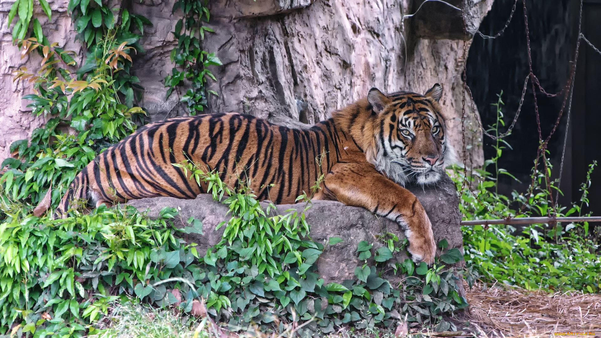 животные, тигры, хищник