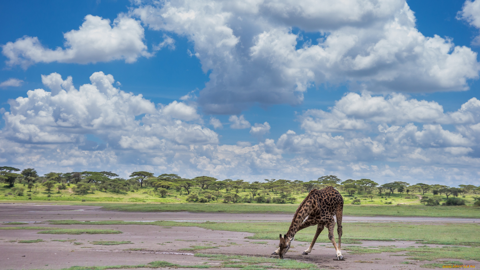 животные, жирафы, облака, саванна, шея