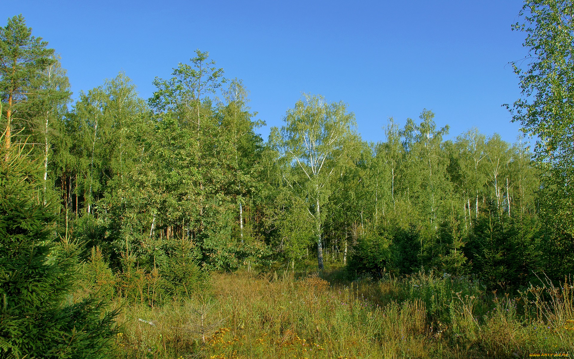 природа, лес, деревья, небо