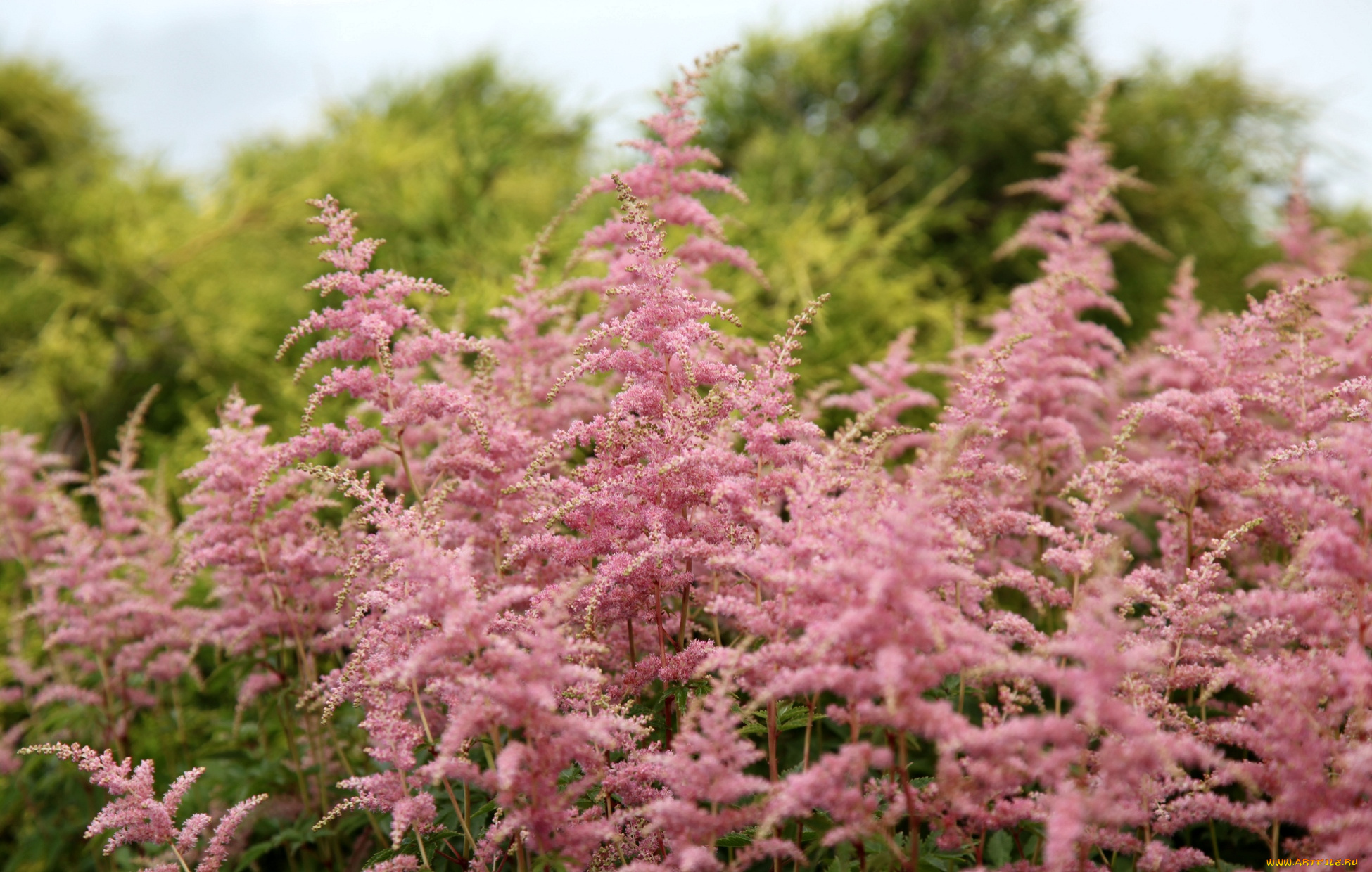 цветы, астильбы, розовый