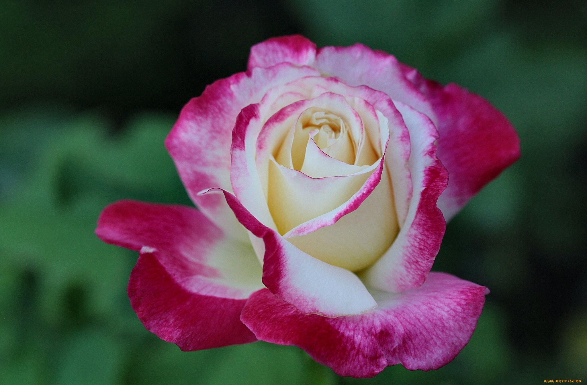 цветы, розы, макро, бутон