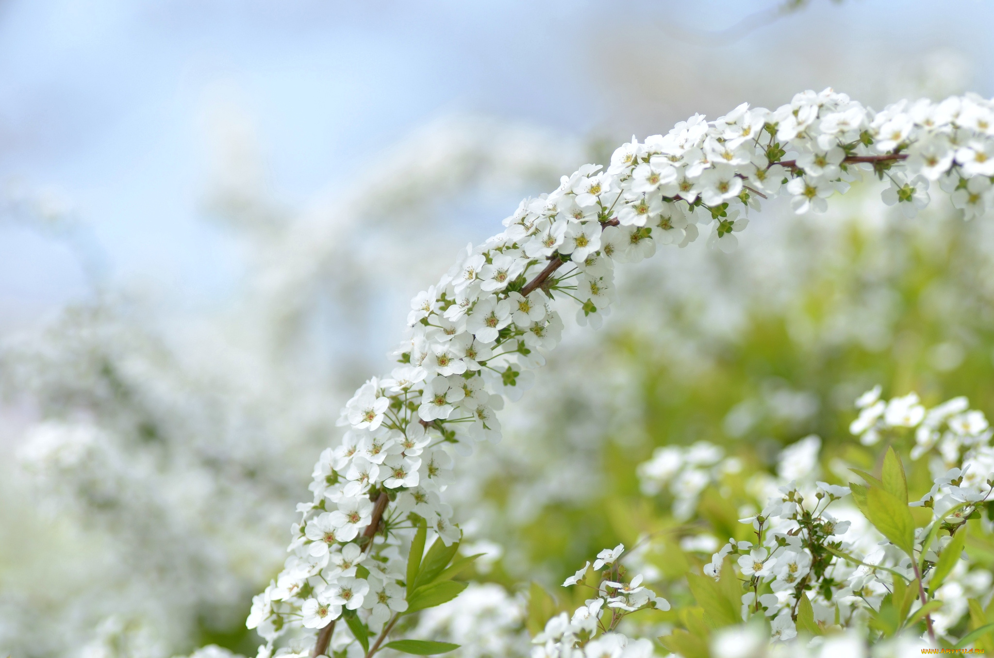 цветы, цветущие, деревья, кустарники, ветка