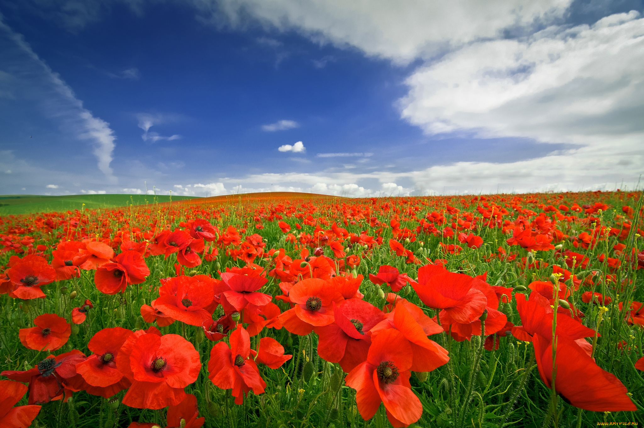 цветы, маки, поле, небо